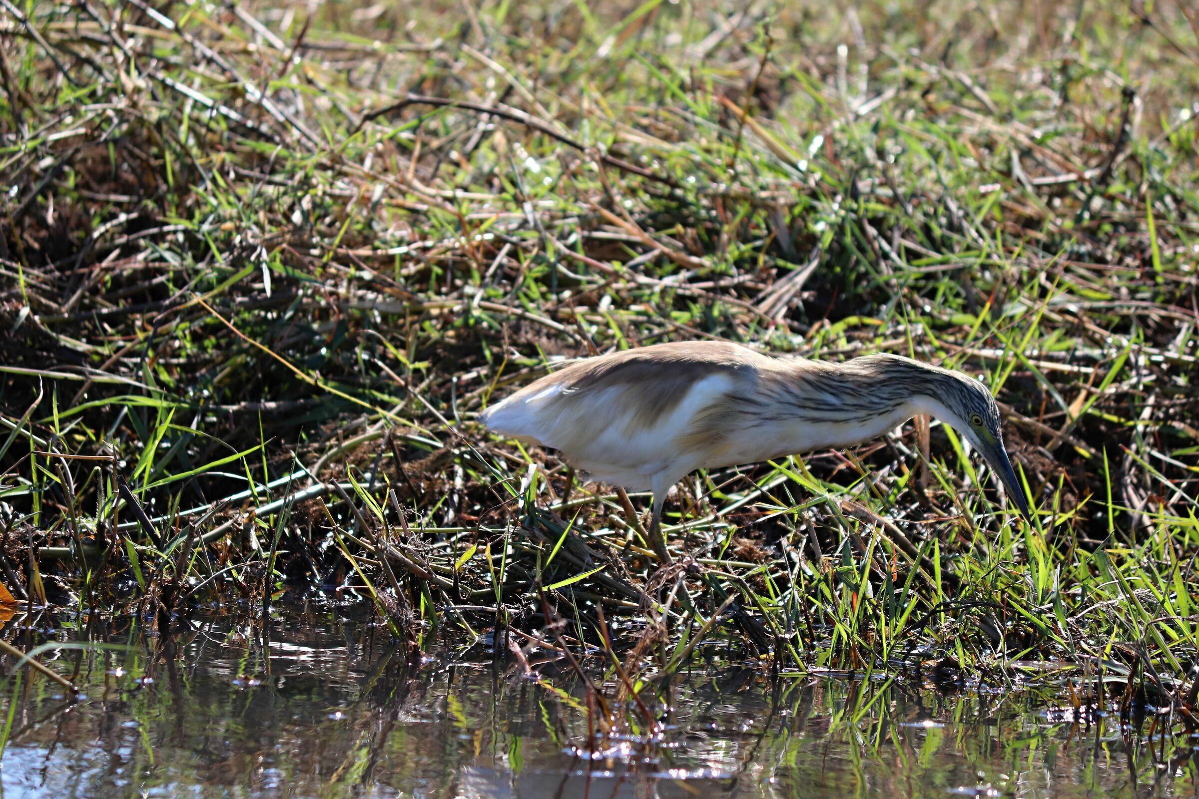 Squacco Heron Botswana