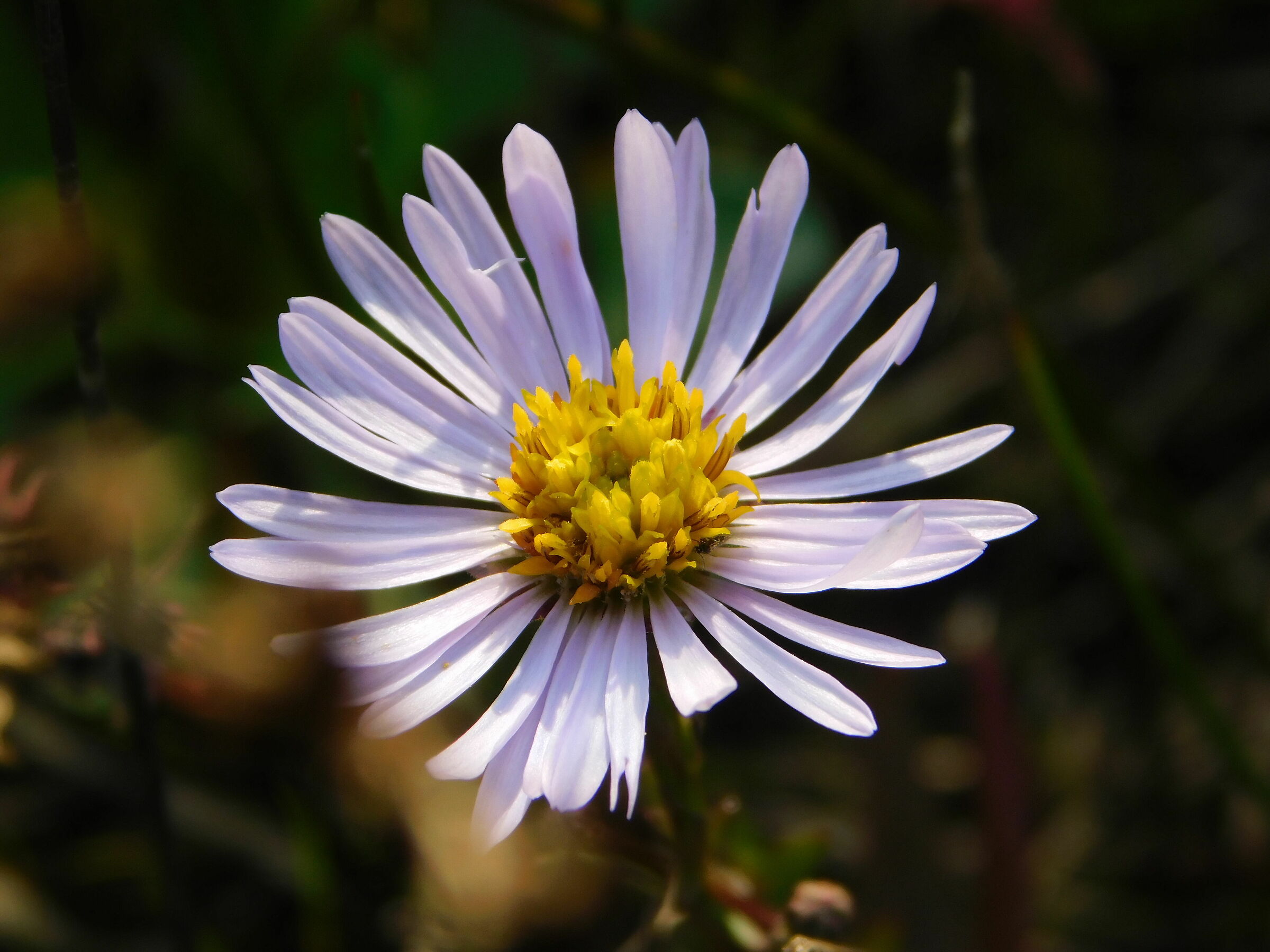 Daisy lilac in that little Lio