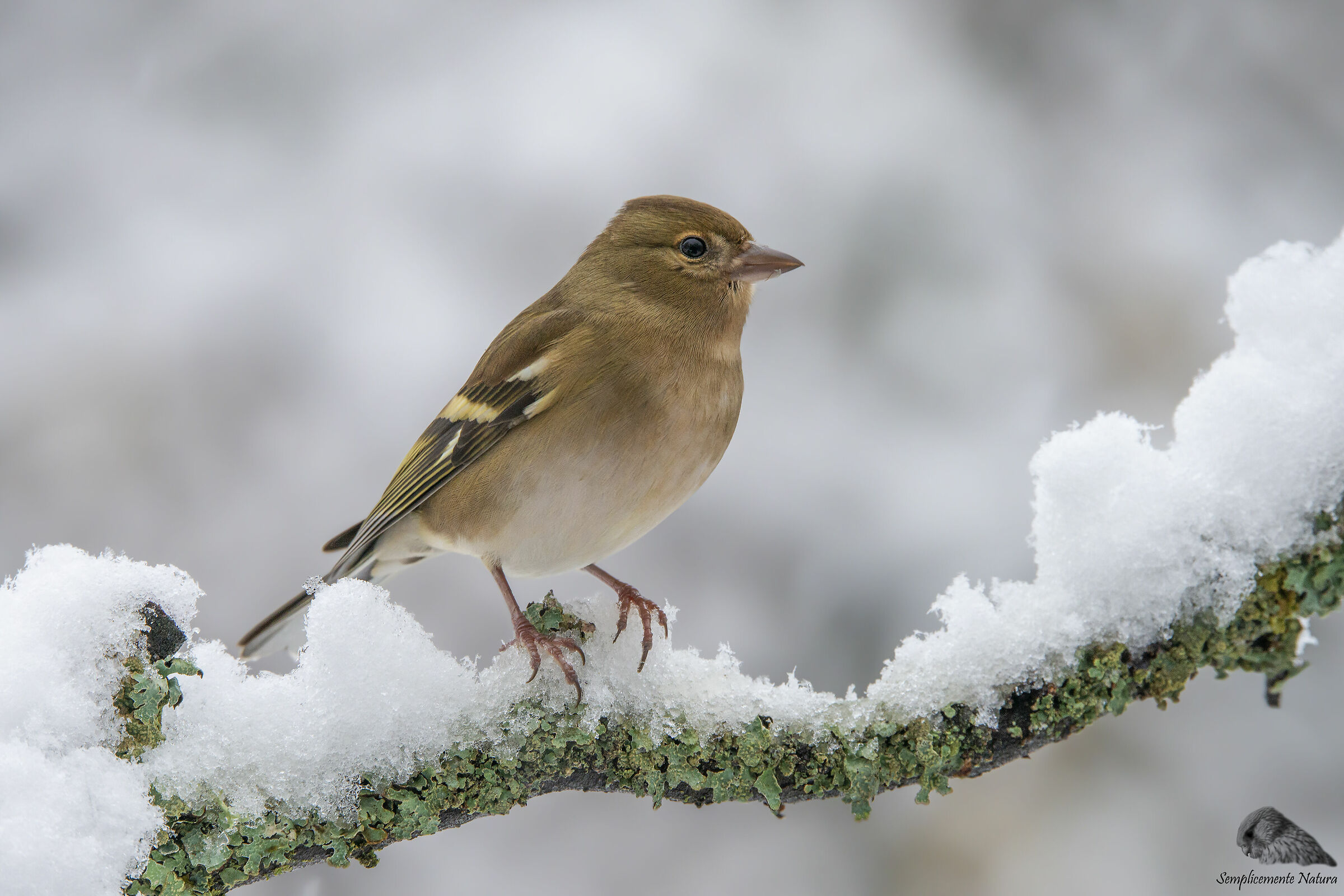 Finch (Fringilla coelebs)
