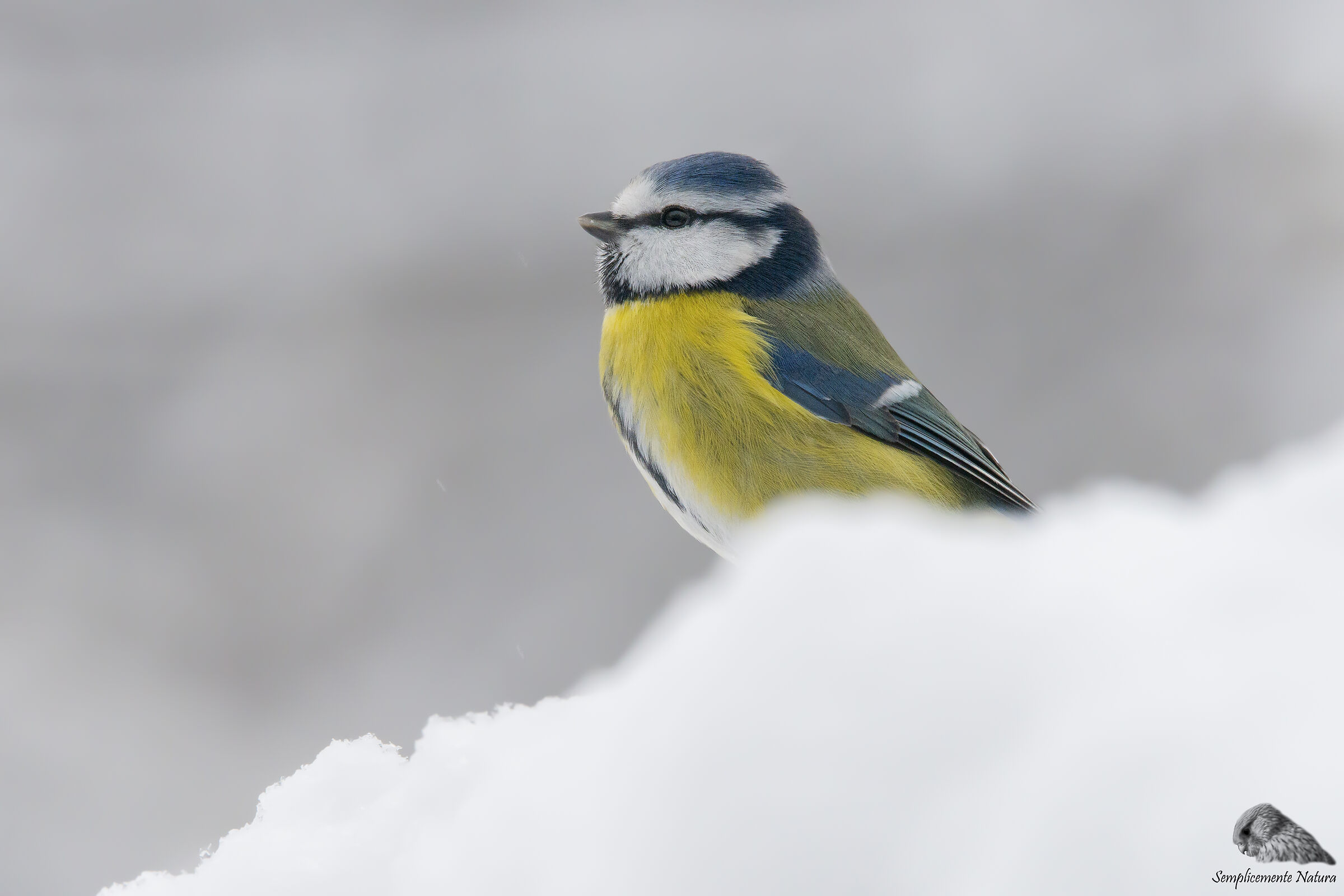Cinciarella Department (Cyanistes caeruleus)