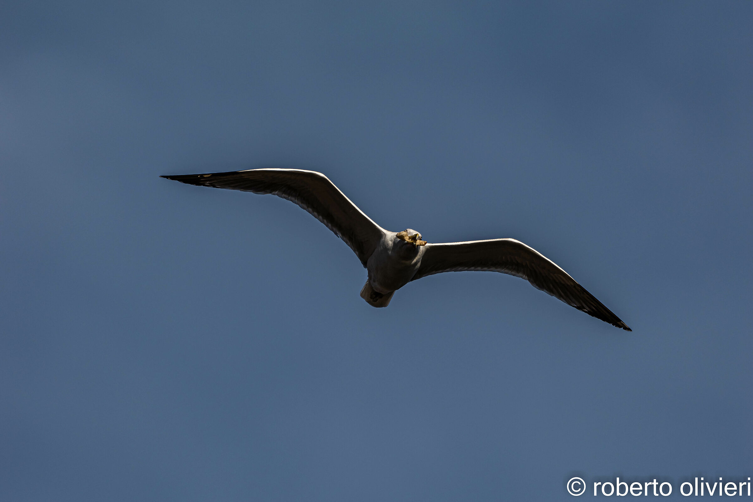 Gabbiano con mezzo panino in bocca