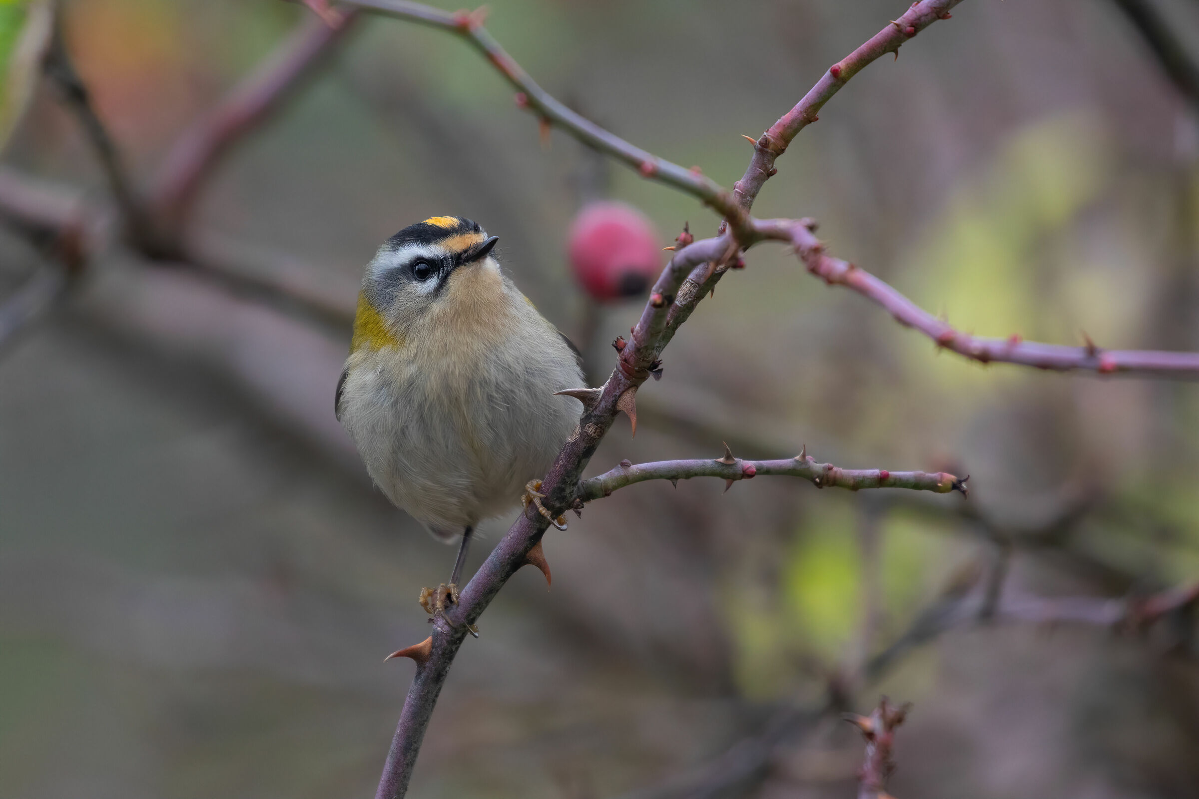 Fiorrancino - Wikipedia