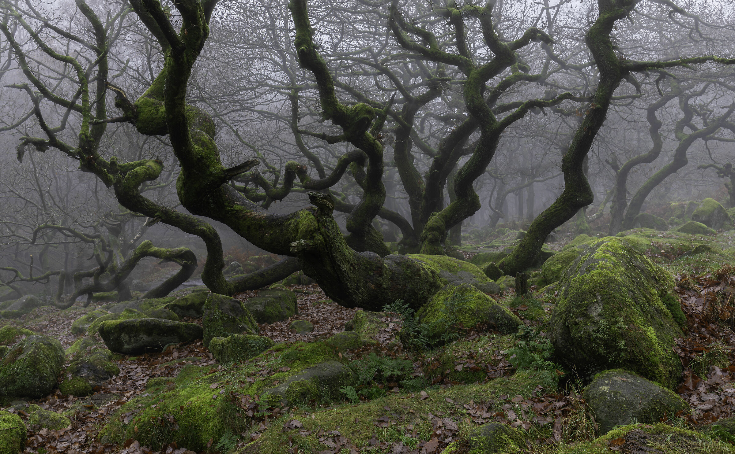 Querce contorte padley gorge