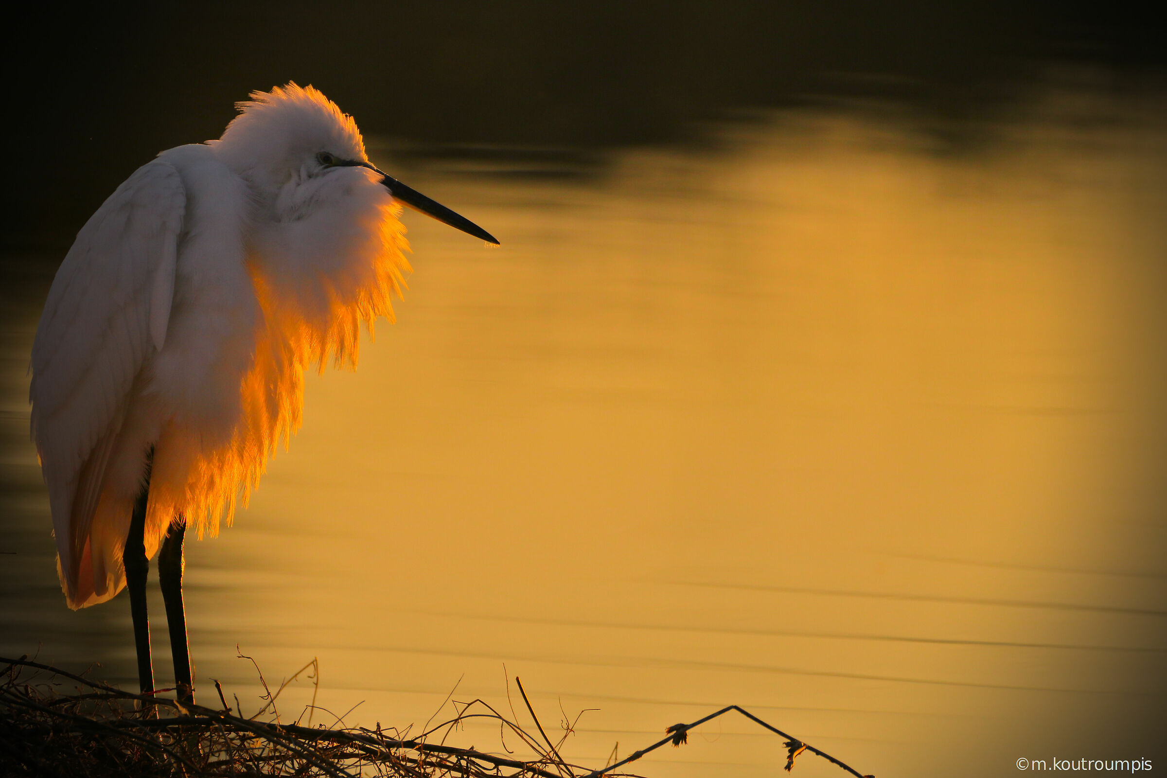 Egret