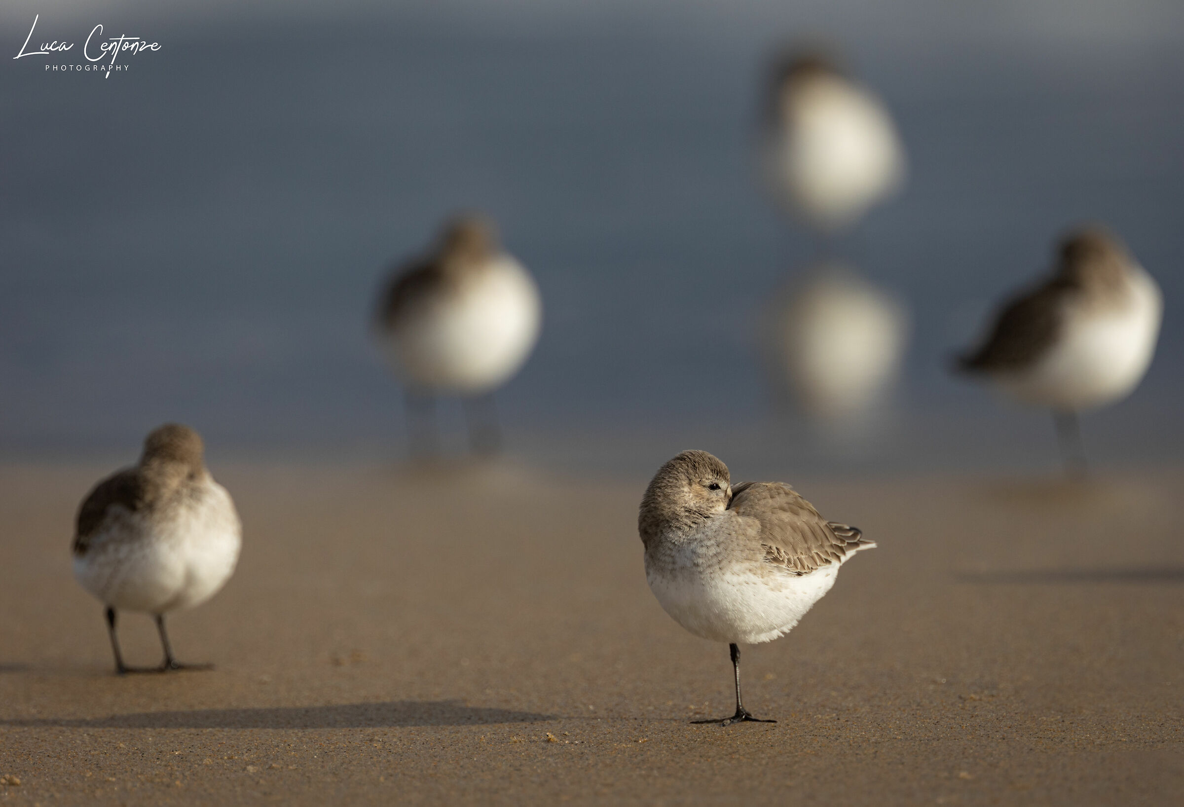 Sanderling (Calidris alba)