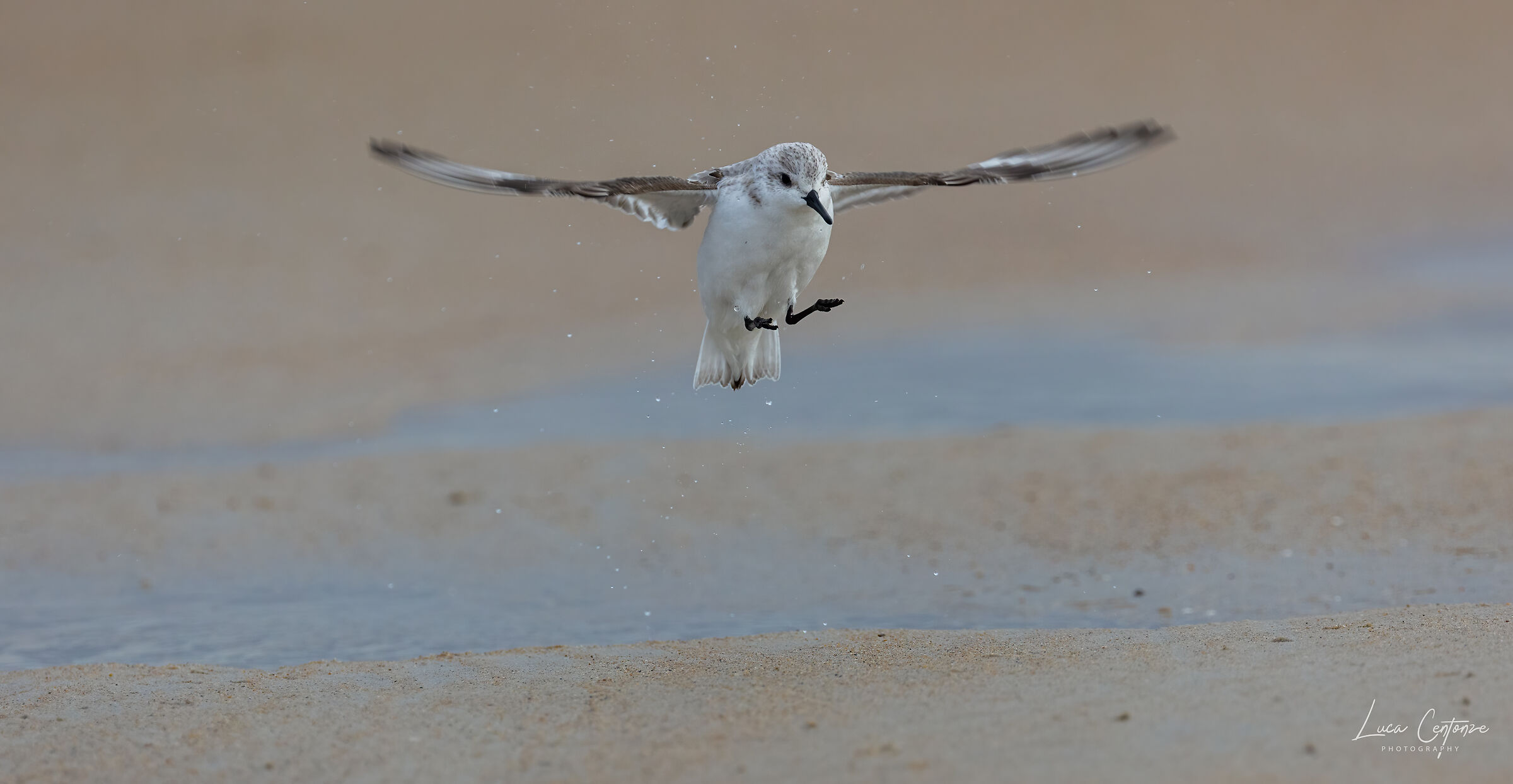 Piovanello tridattilo (Calidris alba) Sanderling