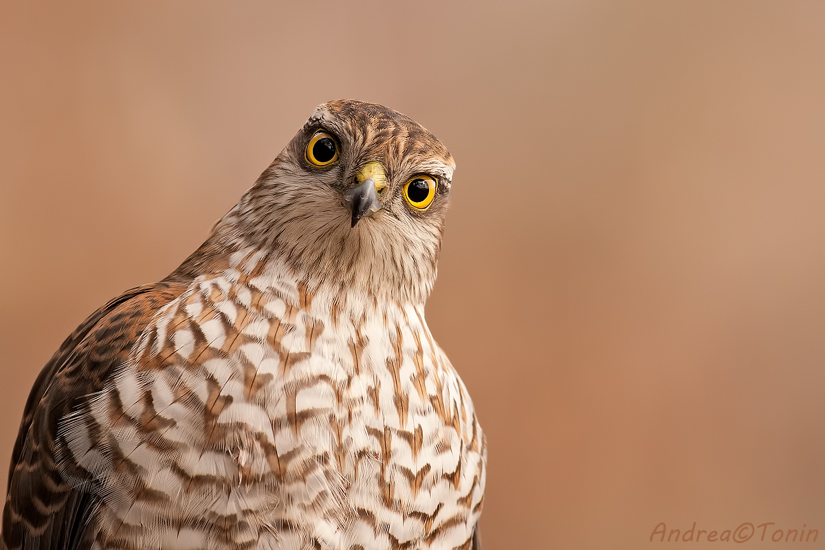 Juv Sparrowhawk