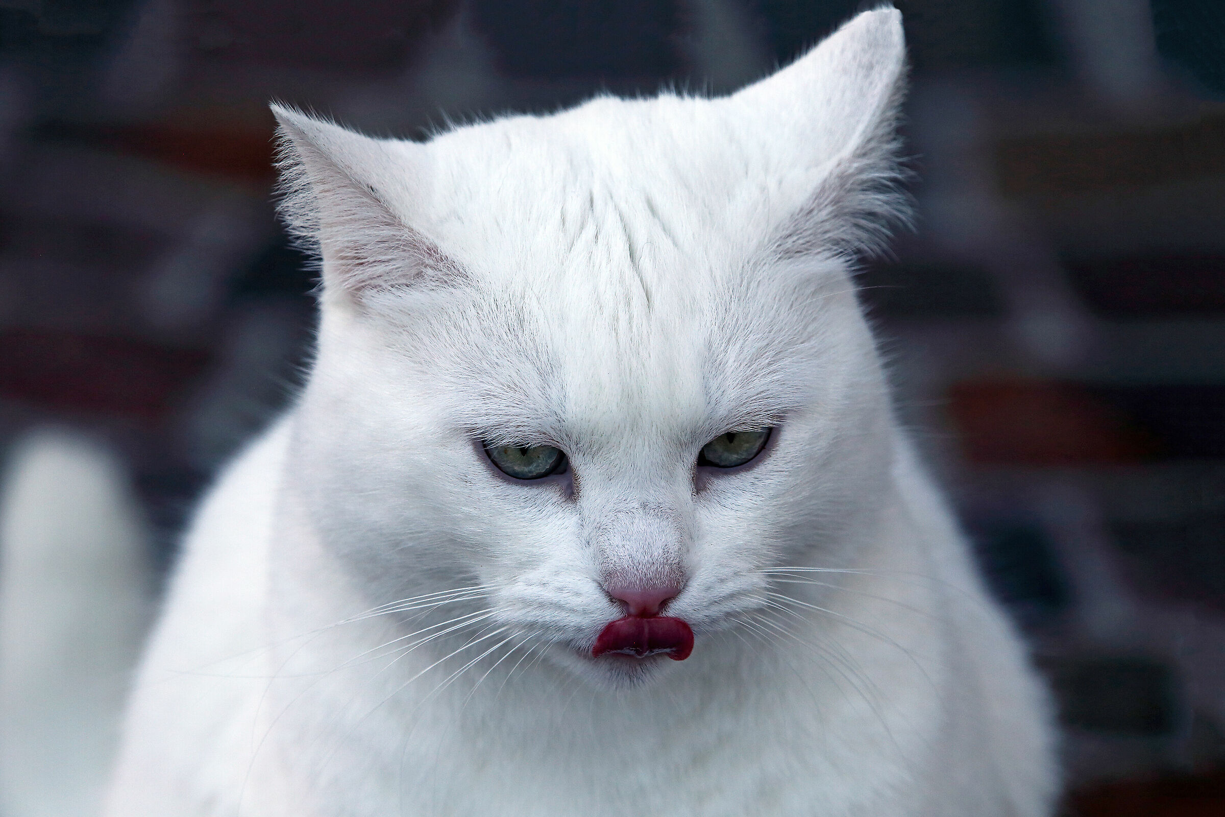 Mia satisfied with the croquettes