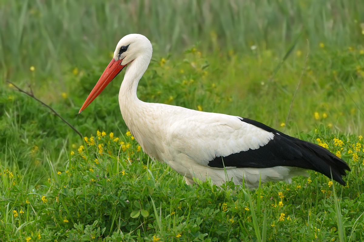 white stork
