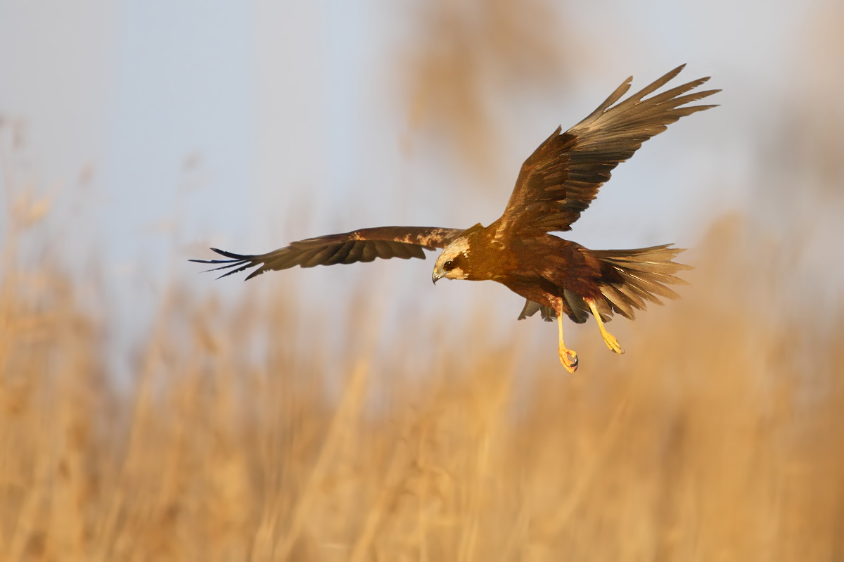 Marsh Harrier