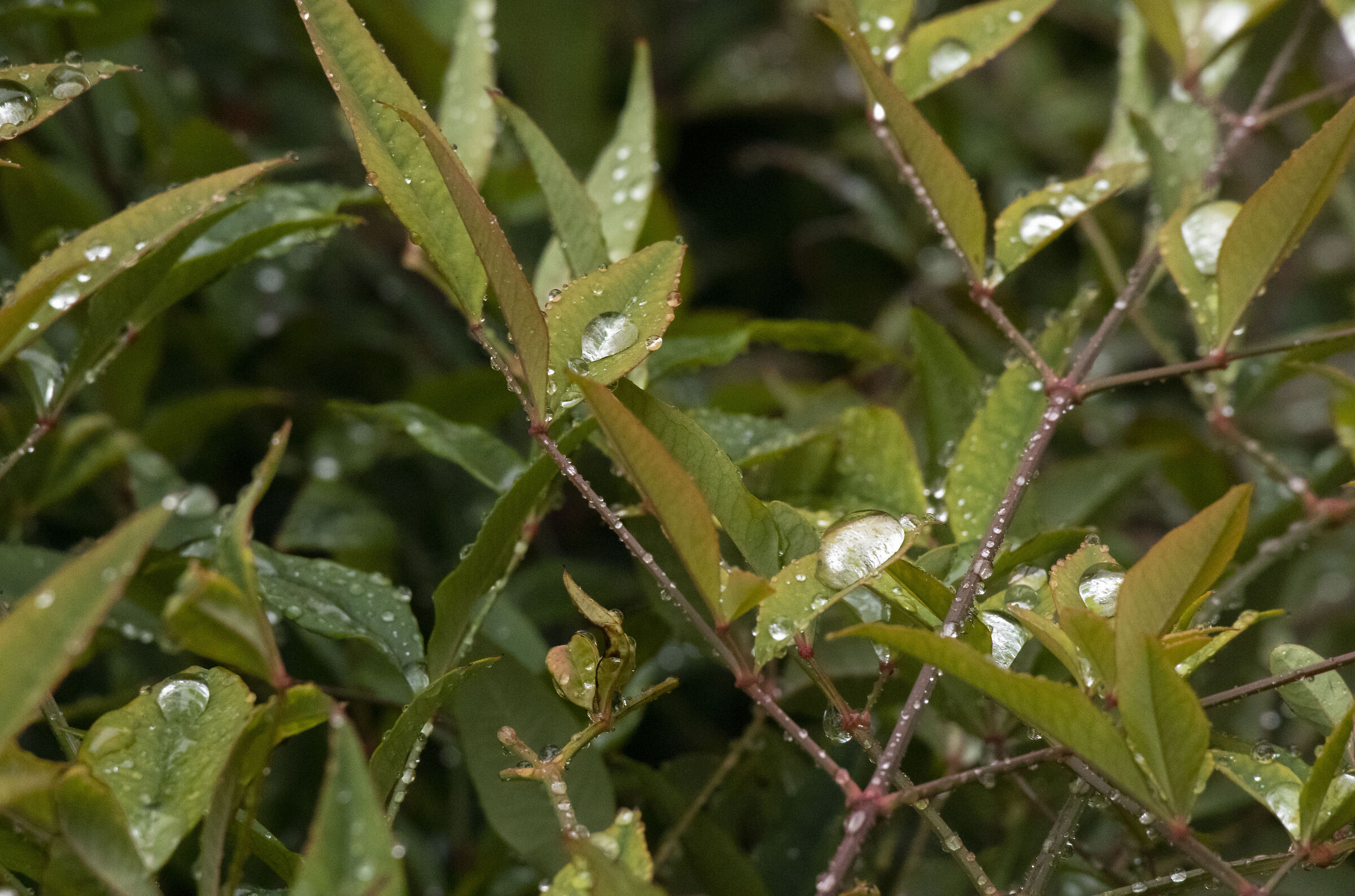 leaves and drops