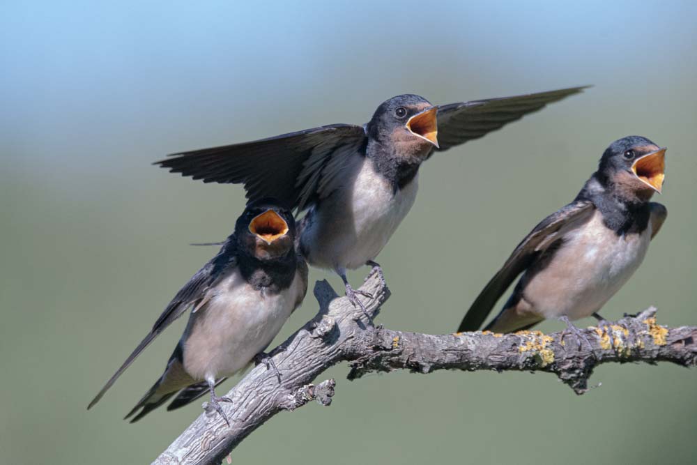 3 fratellini di rondine affamatissimi