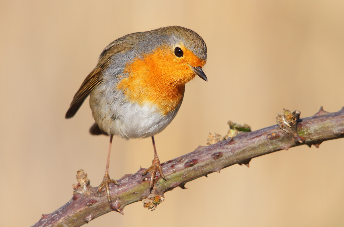 robin
