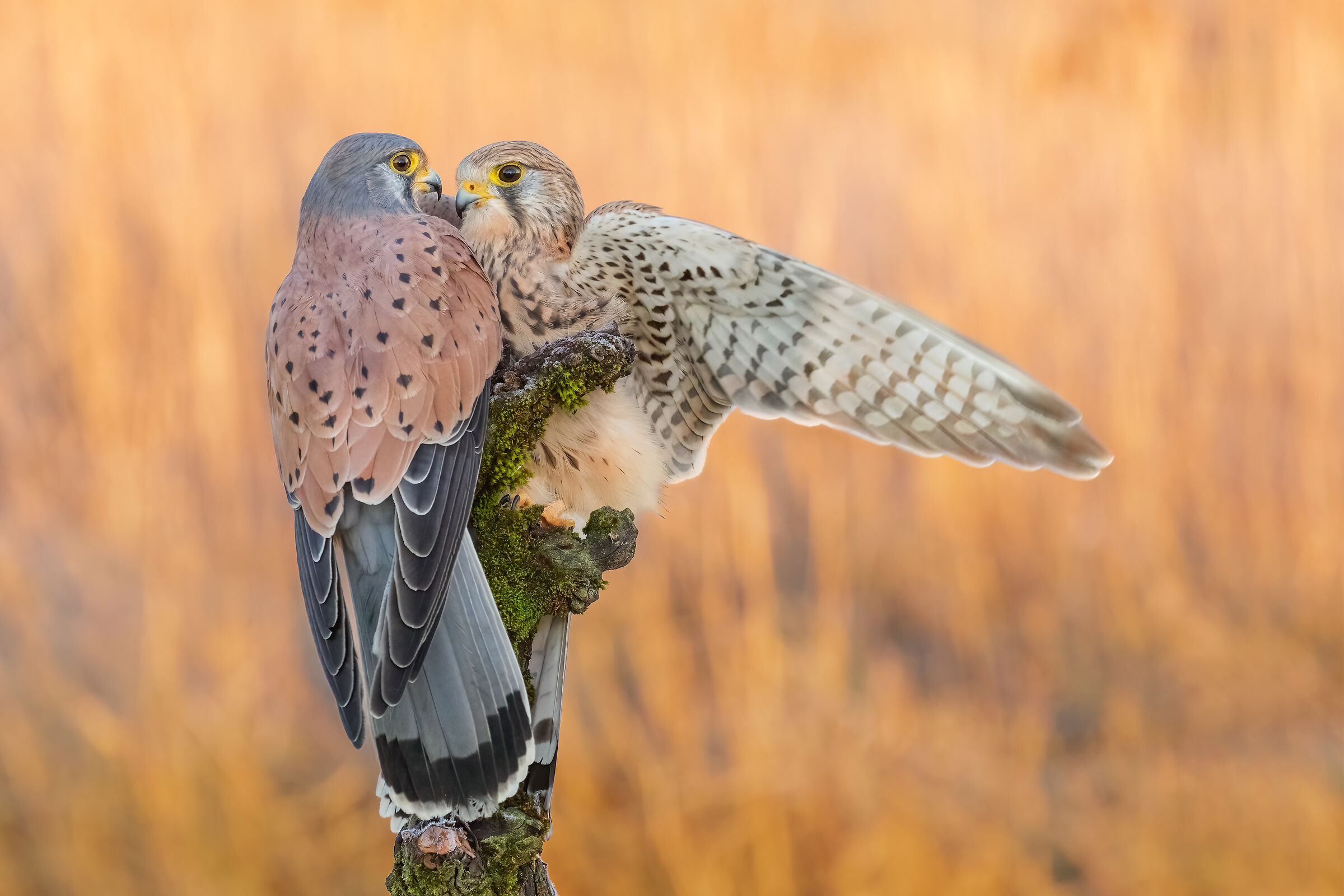 ..romeo and juliet..