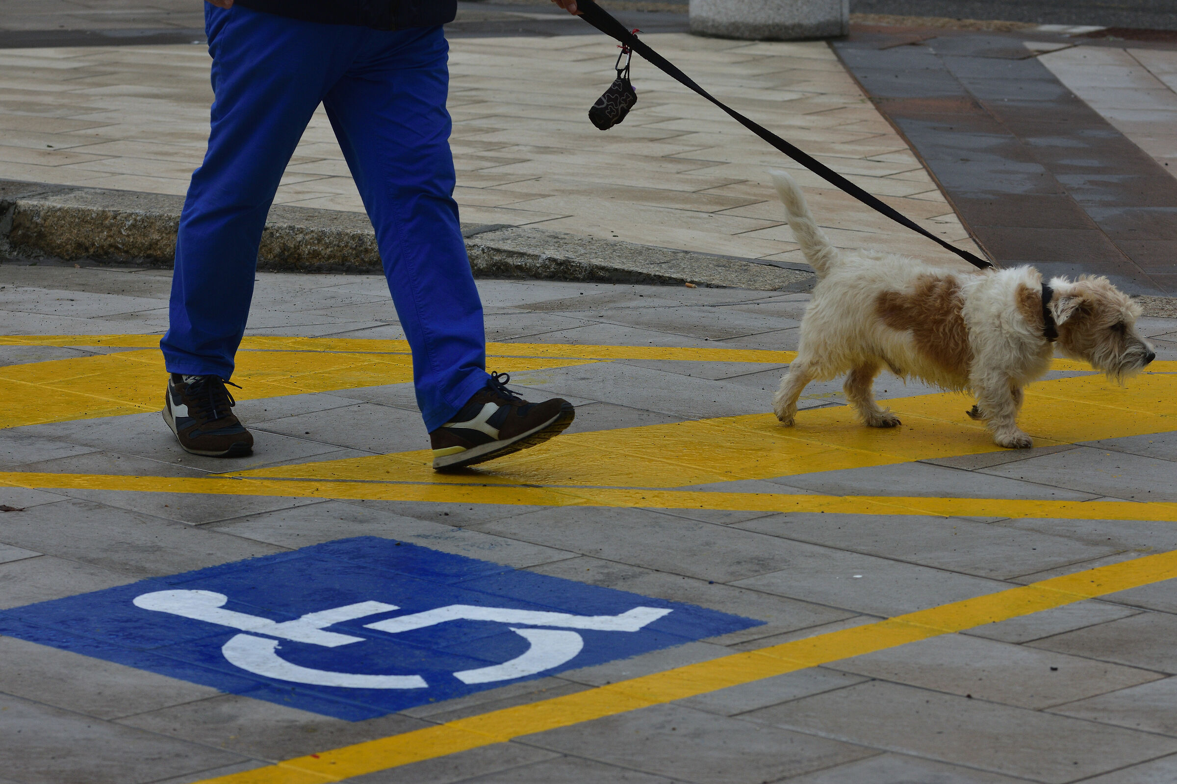 Blue,yellow, man and dog.