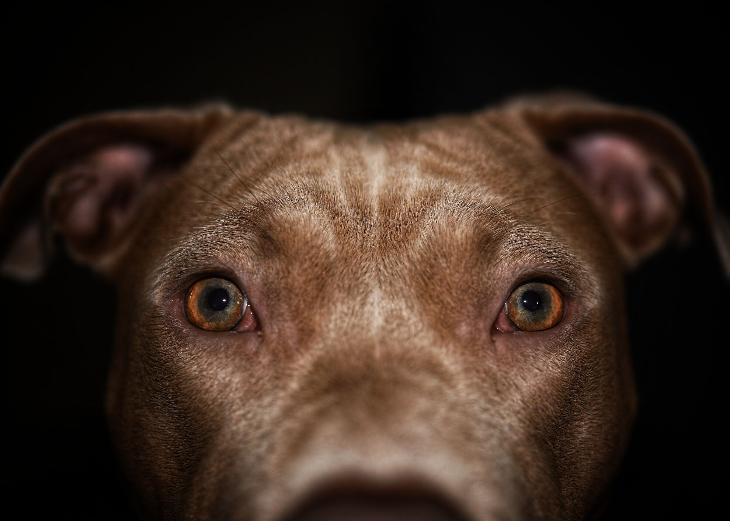 Behind this eyes... Pitbull love