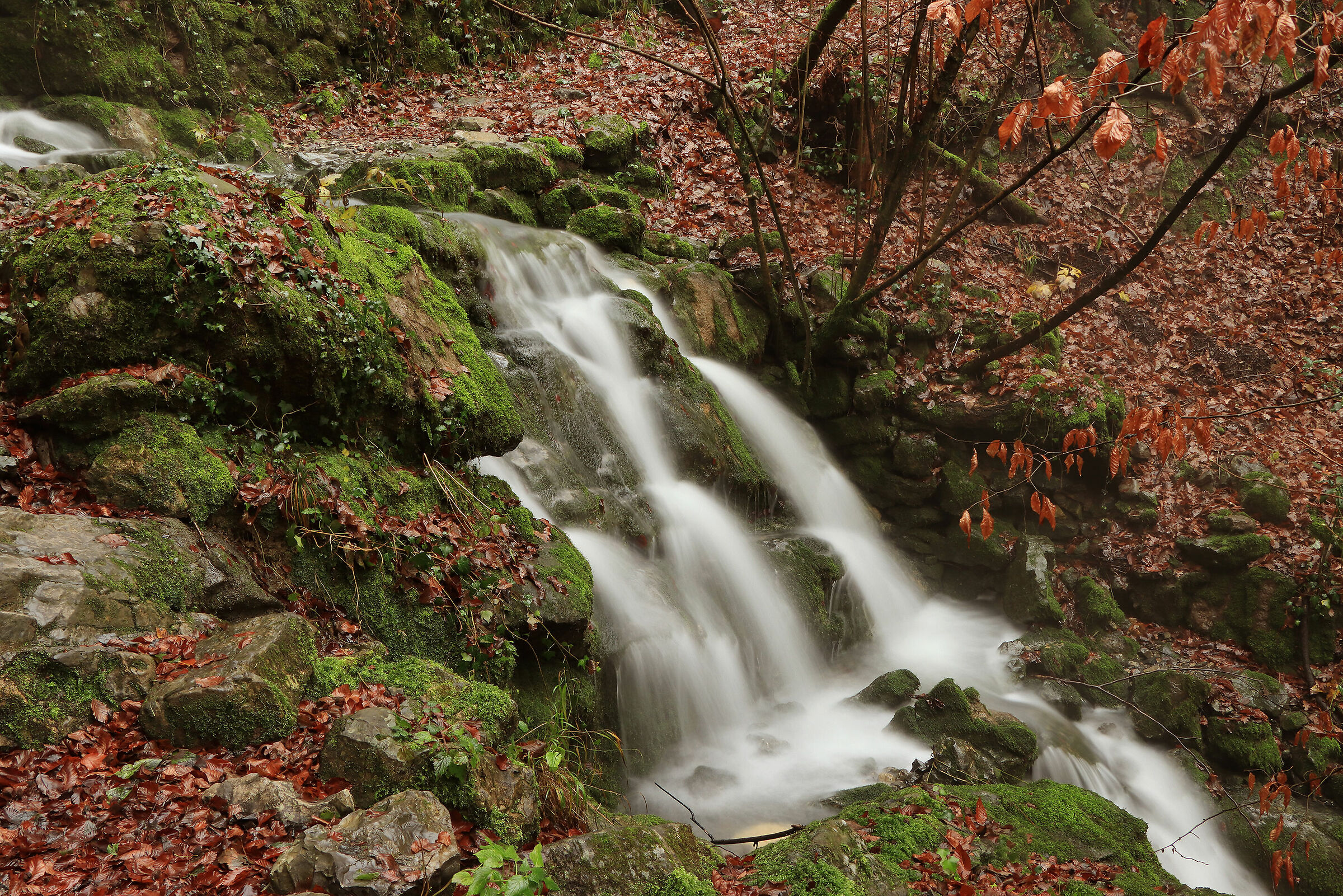 torrente nel mio bosco