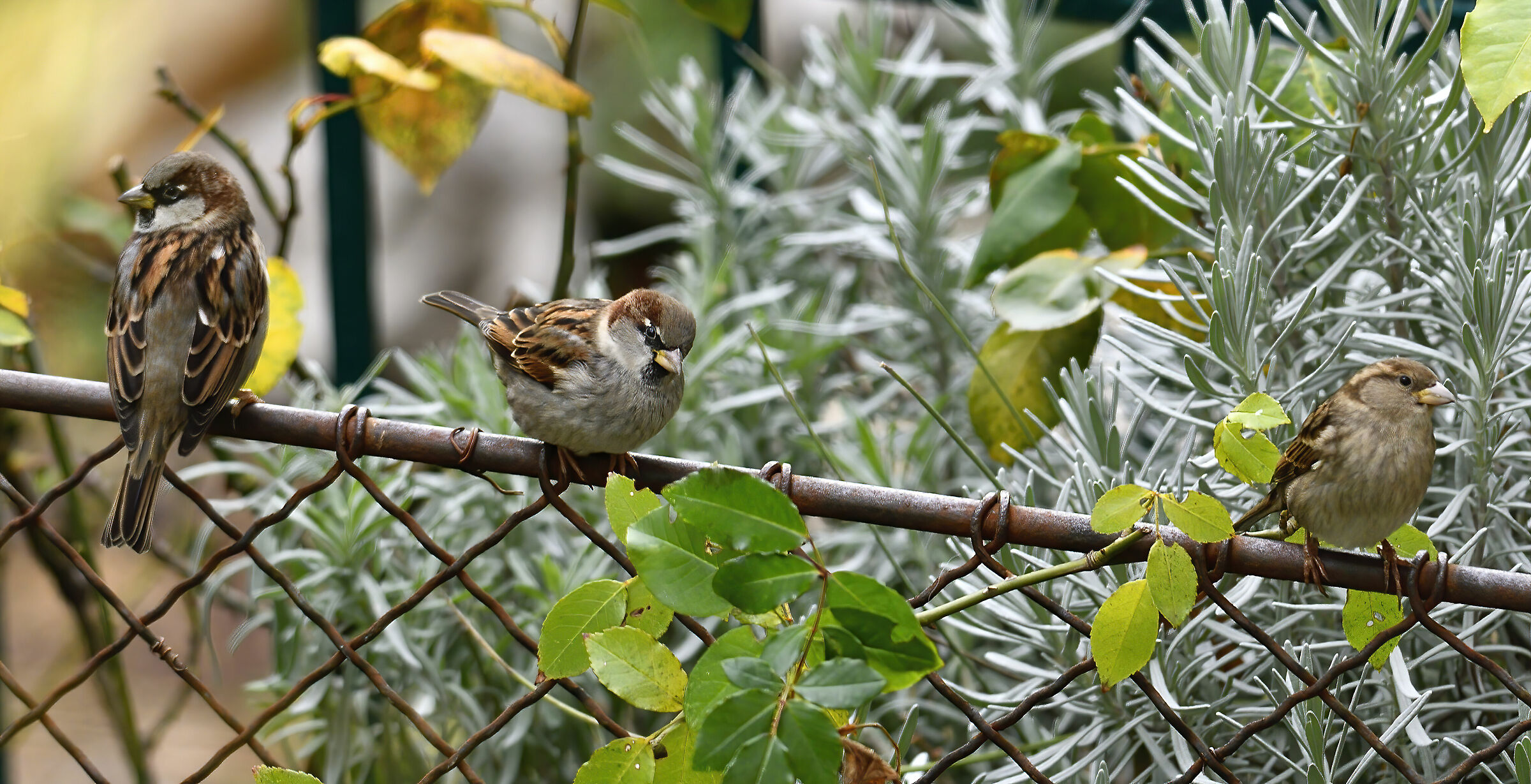 In perlustrazione....