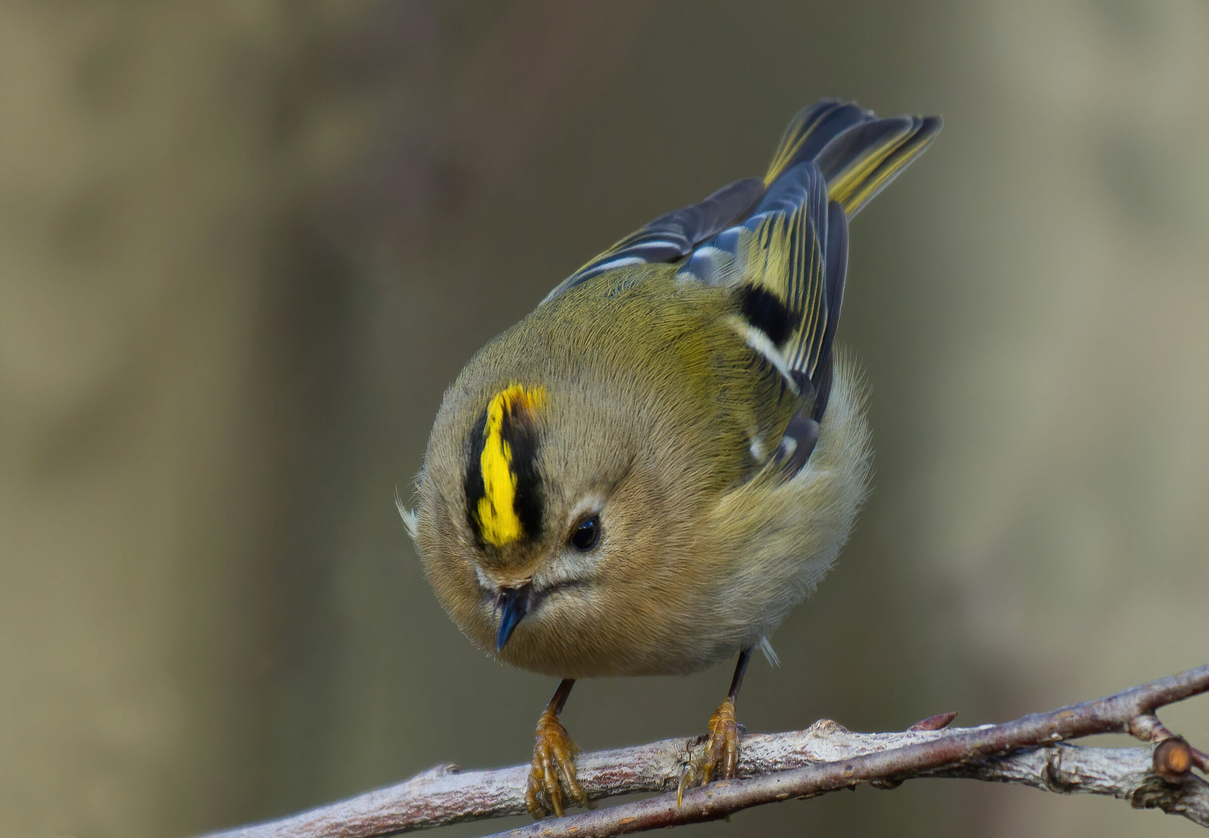 Sempre bello il piccoletto