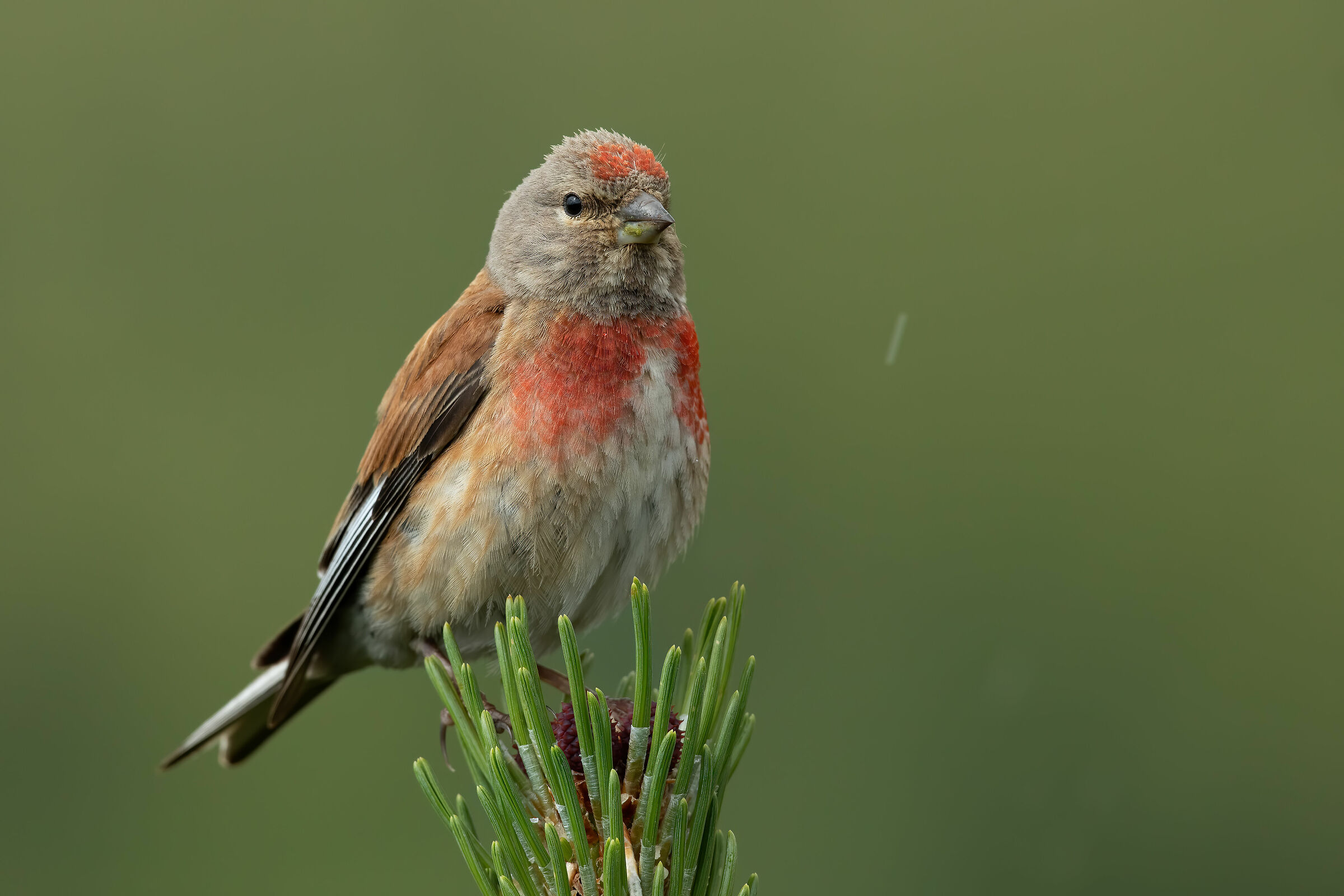 Fanello under drizzle