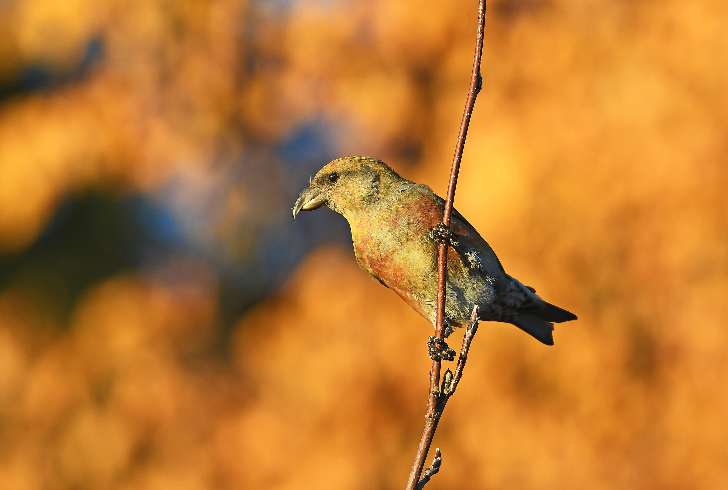 Crociere in Autunno