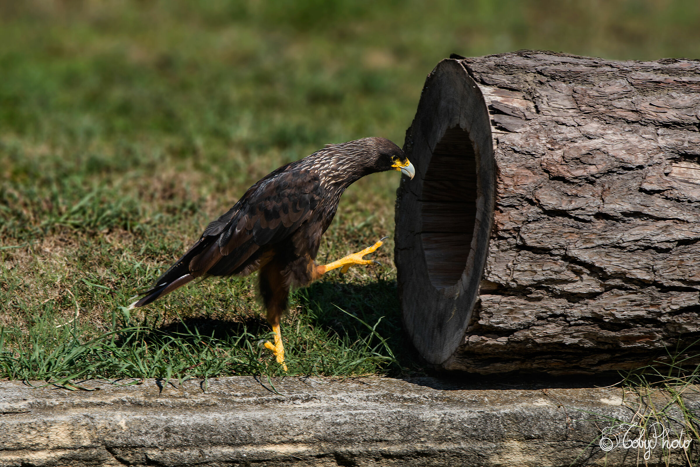 Caracara striato