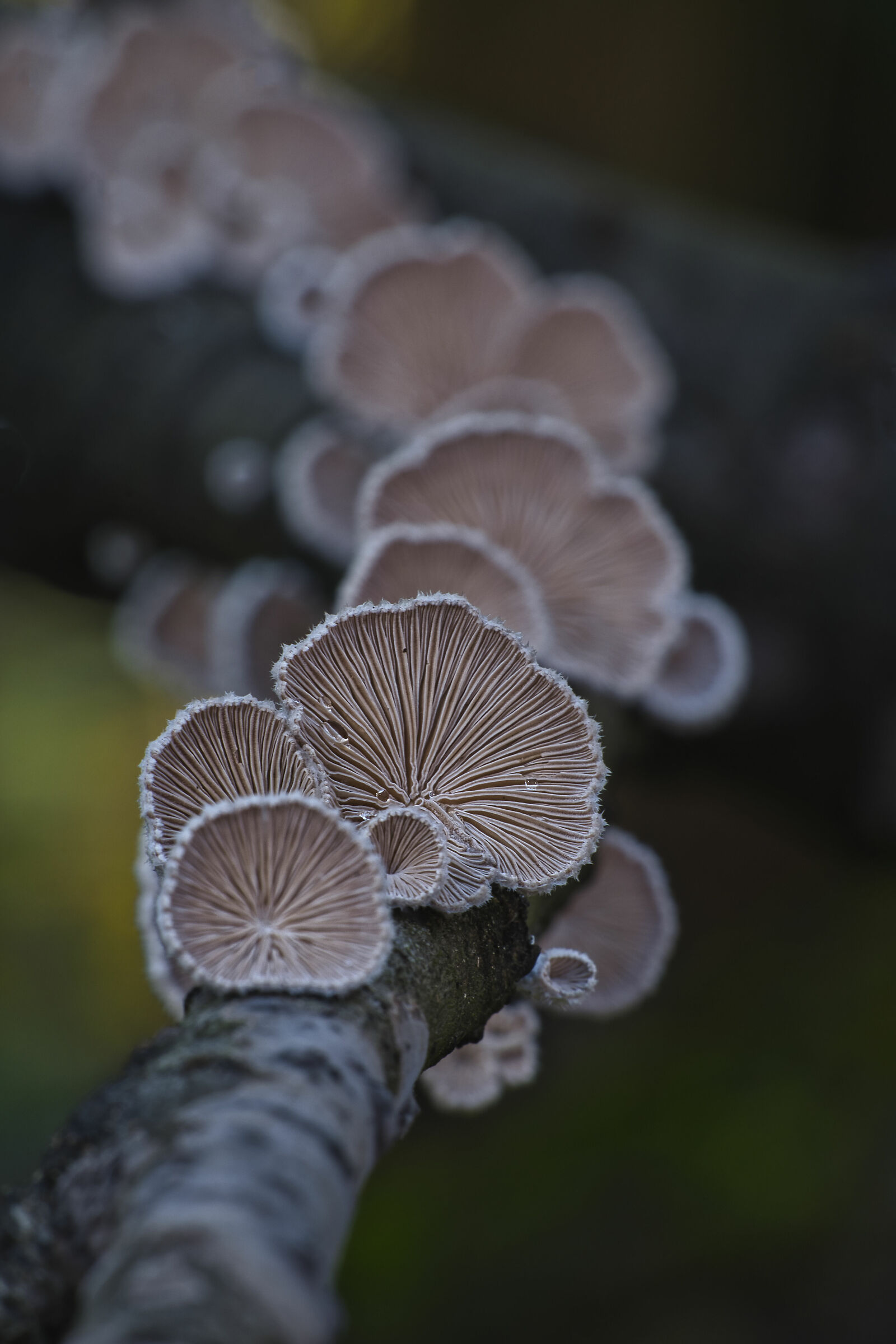 L'uno dietro l'altro