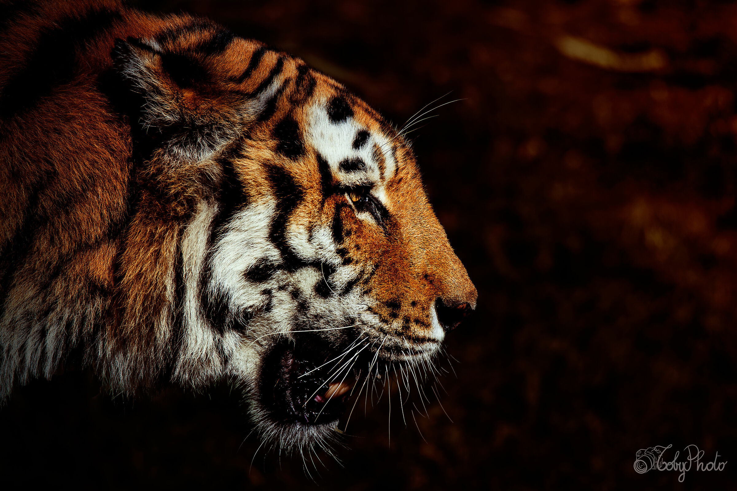 Tigre