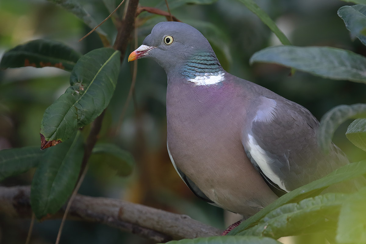 popped up between the nespolo