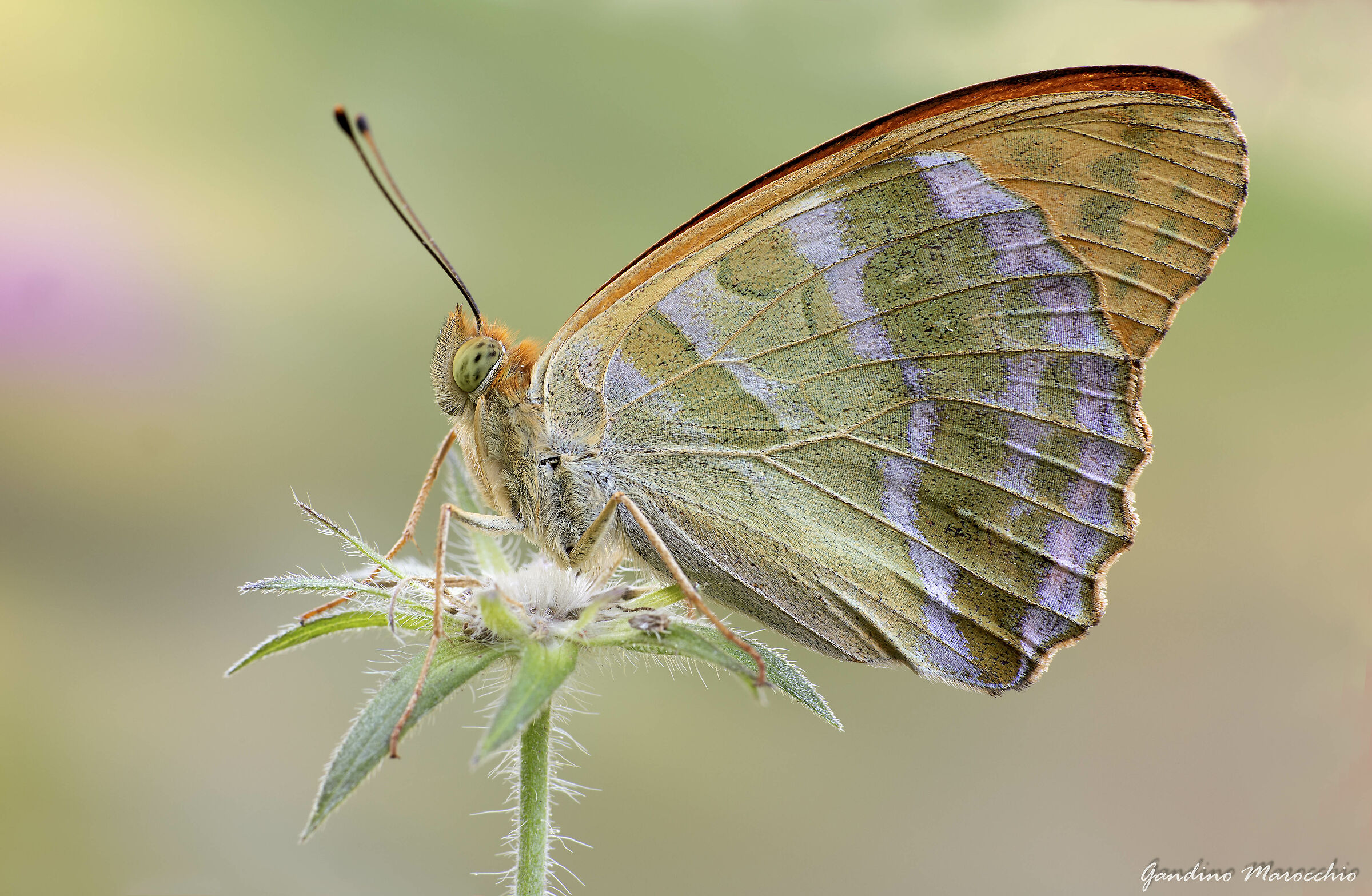 Argynnis Paphia