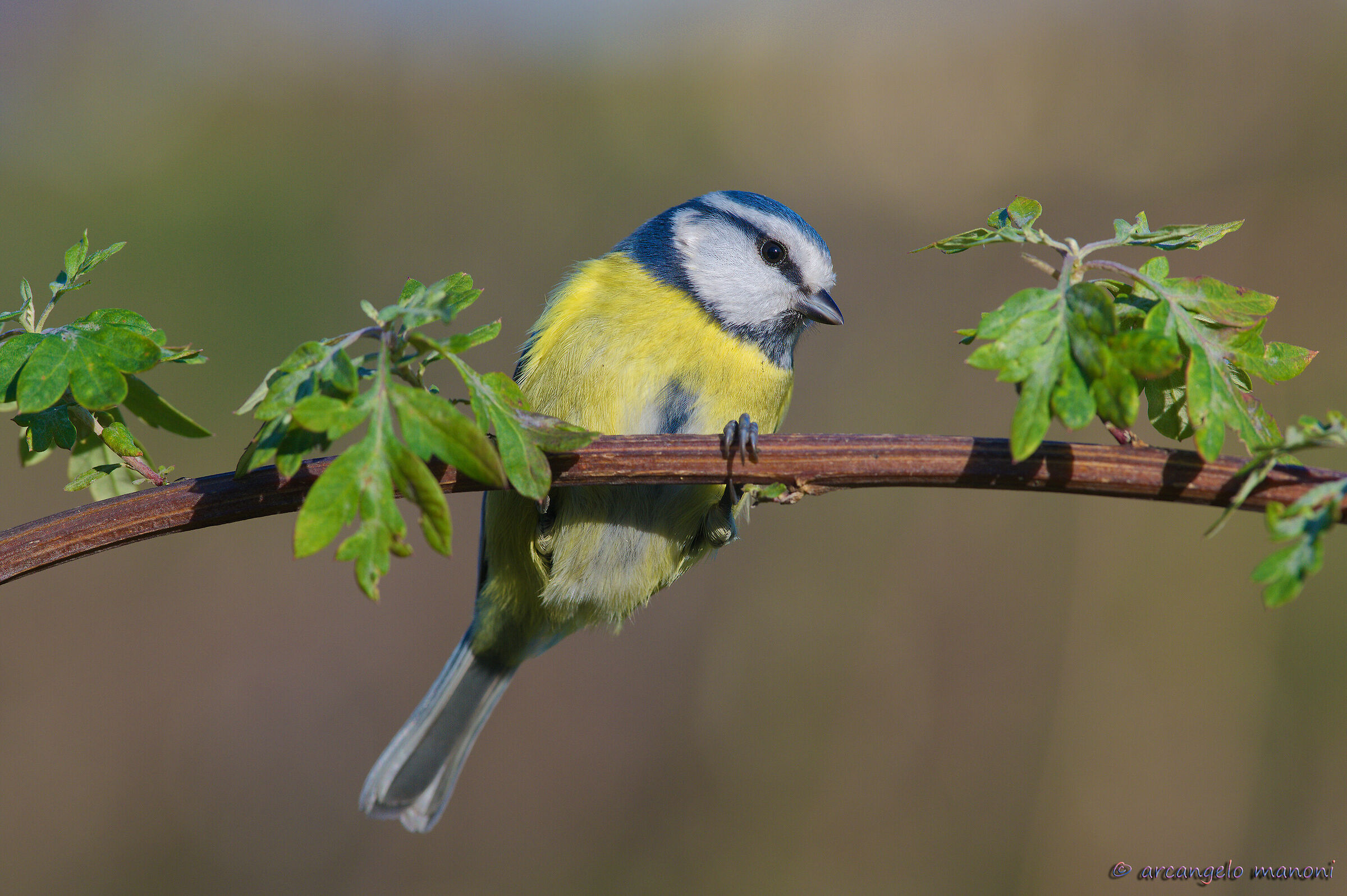 That treasure of cinciarella