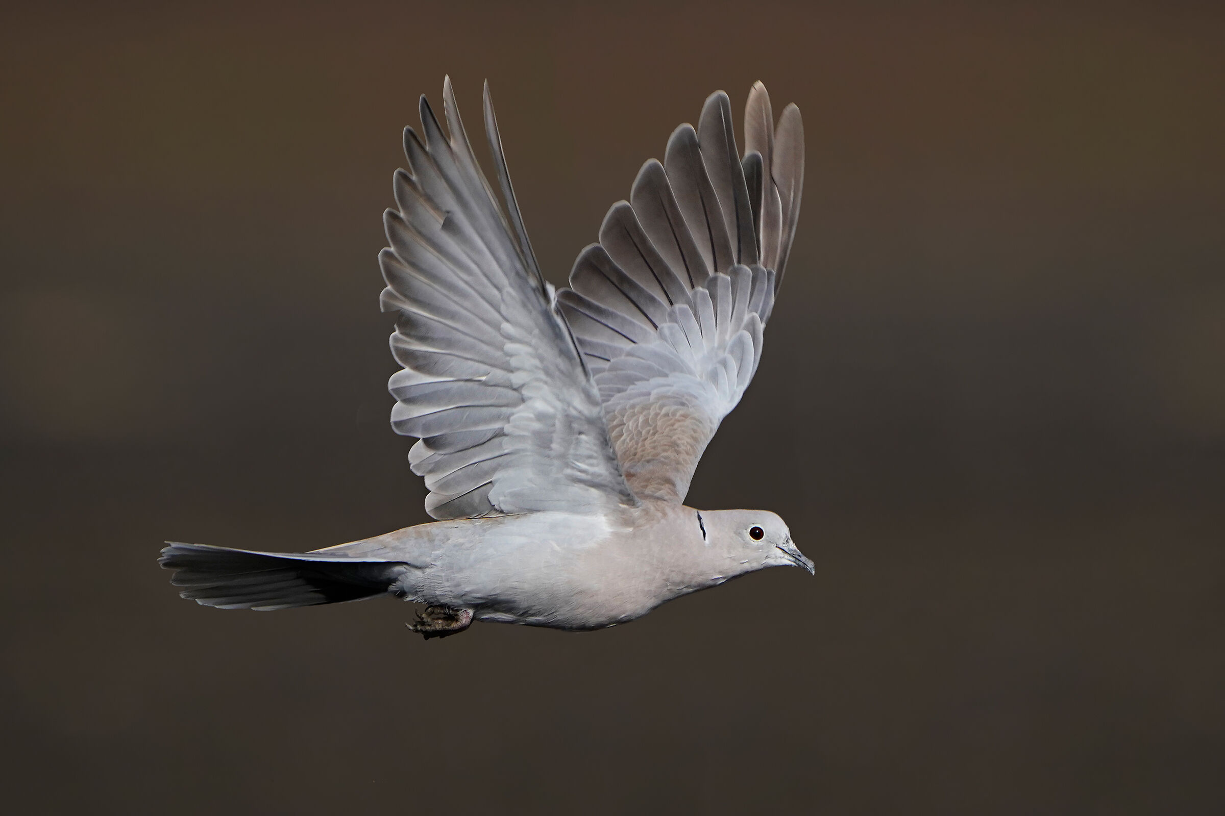Eastern collared dove