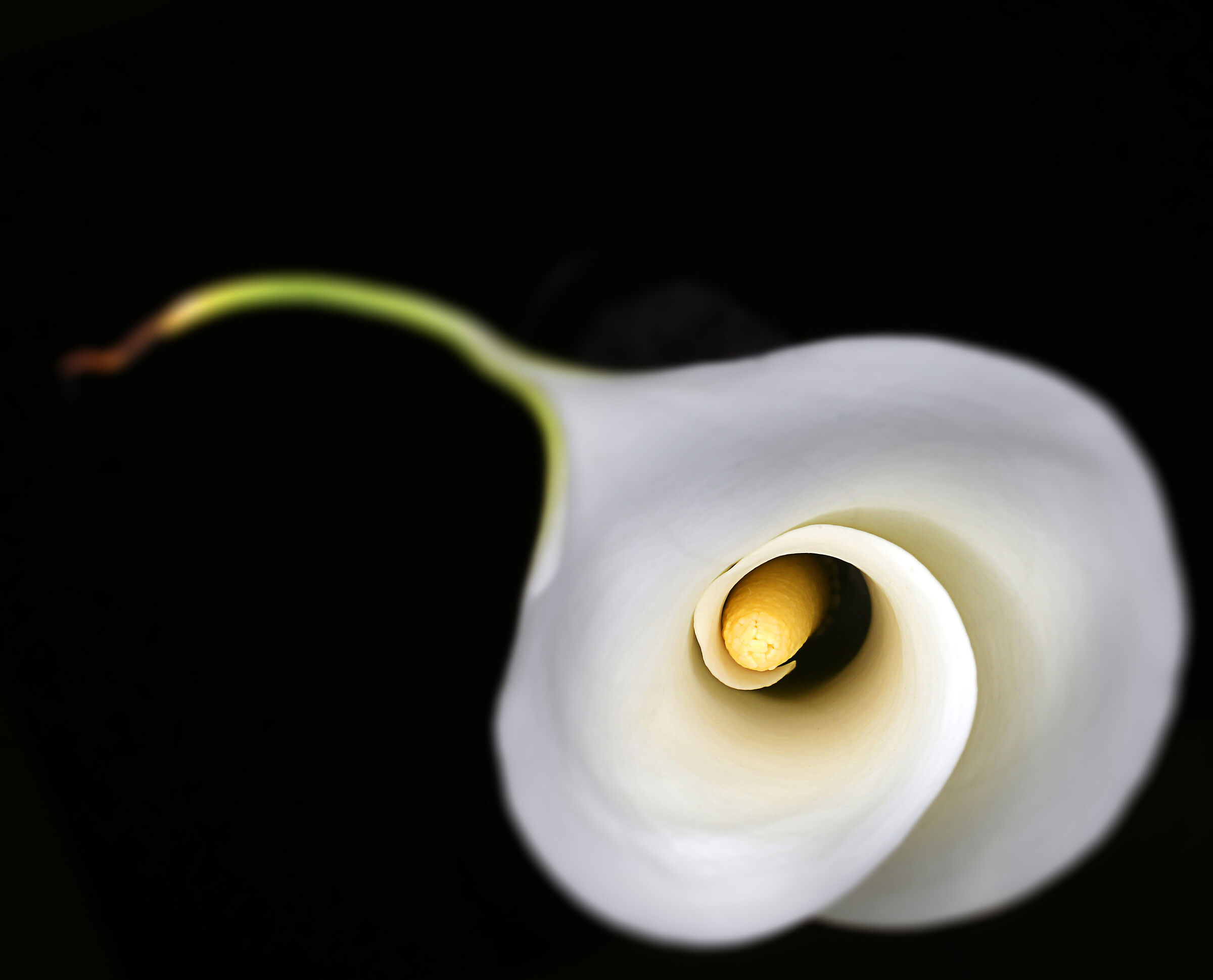 calla