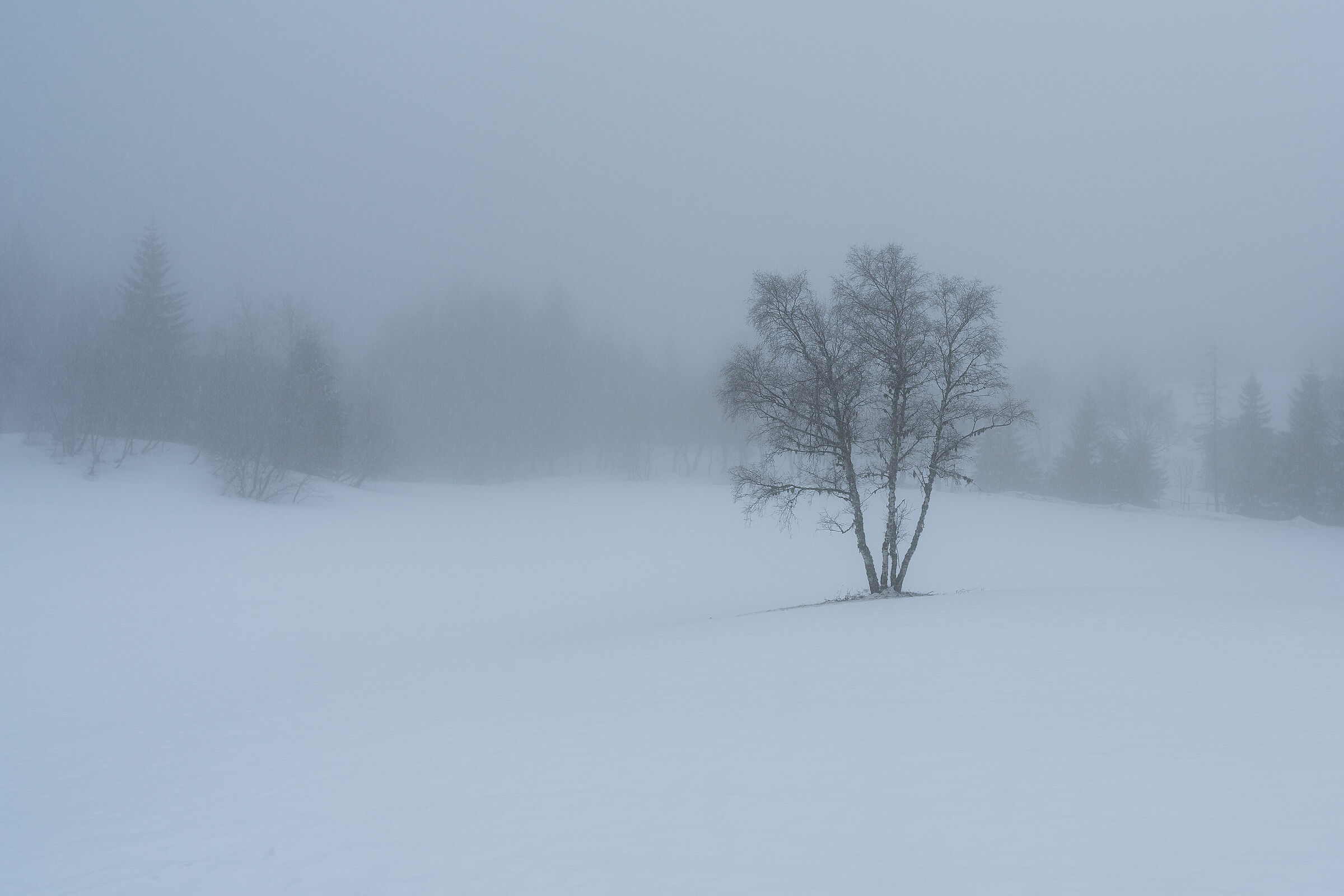 Inverno alle Viotte (Monte Bondone TN)