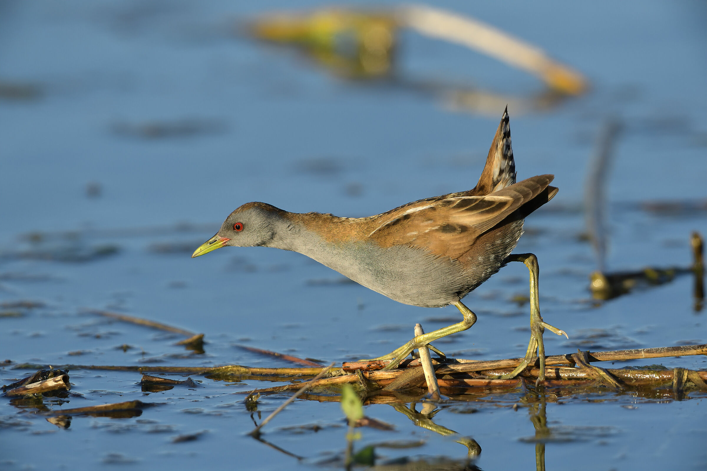 Crake