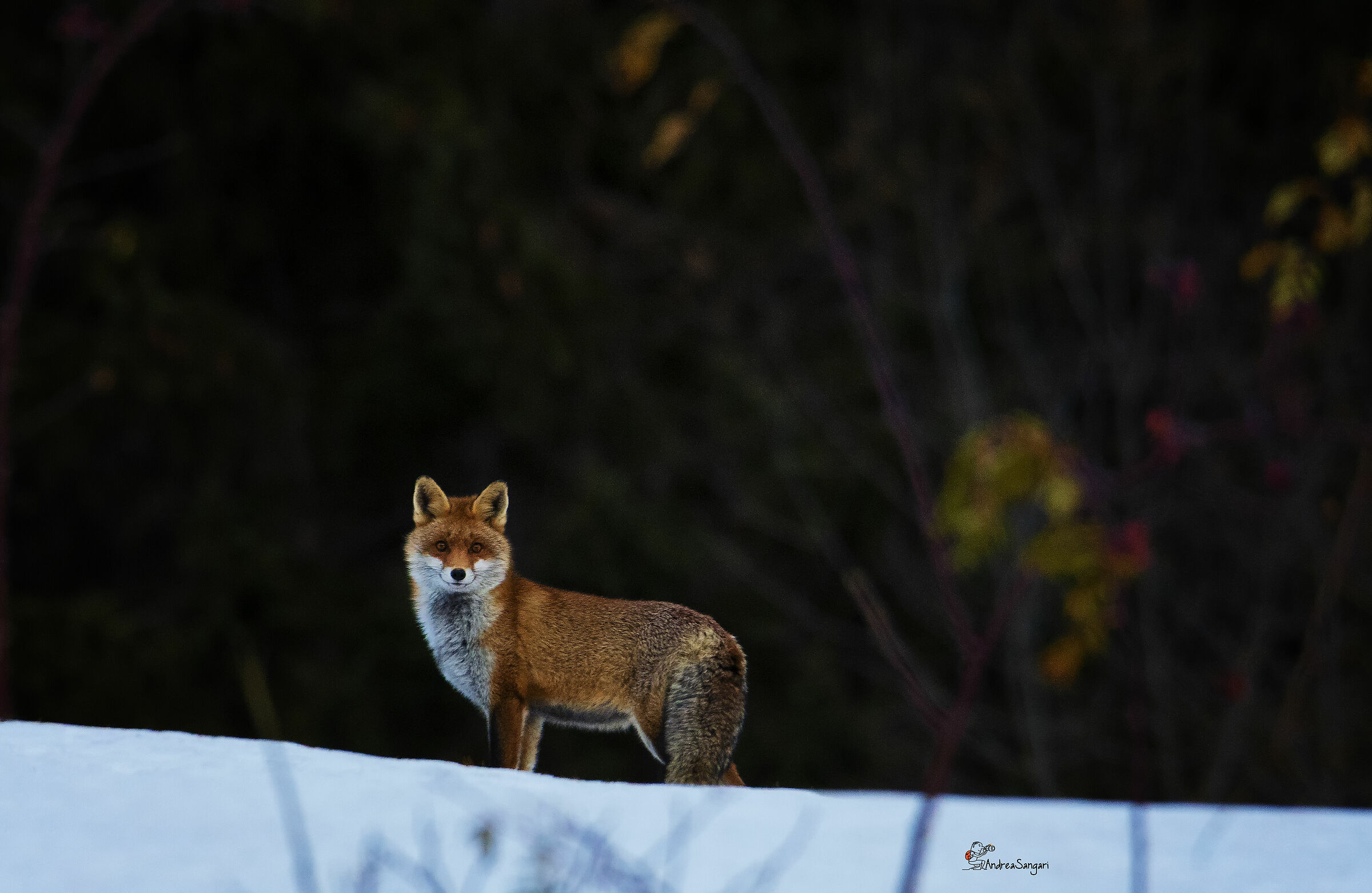 Il sogno diventa realtà....