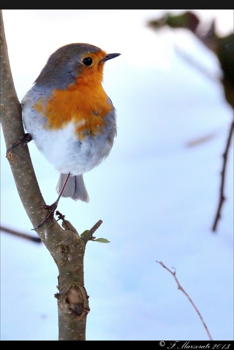 Robin