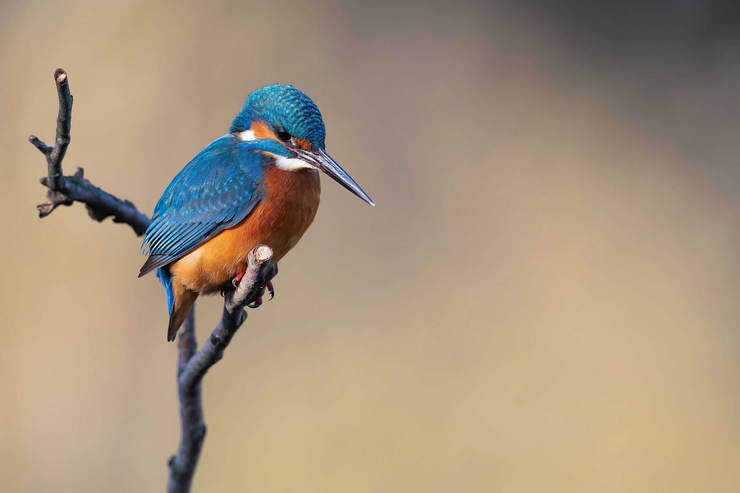 Scrutando l'acqua dall'alto. Martin pescatore