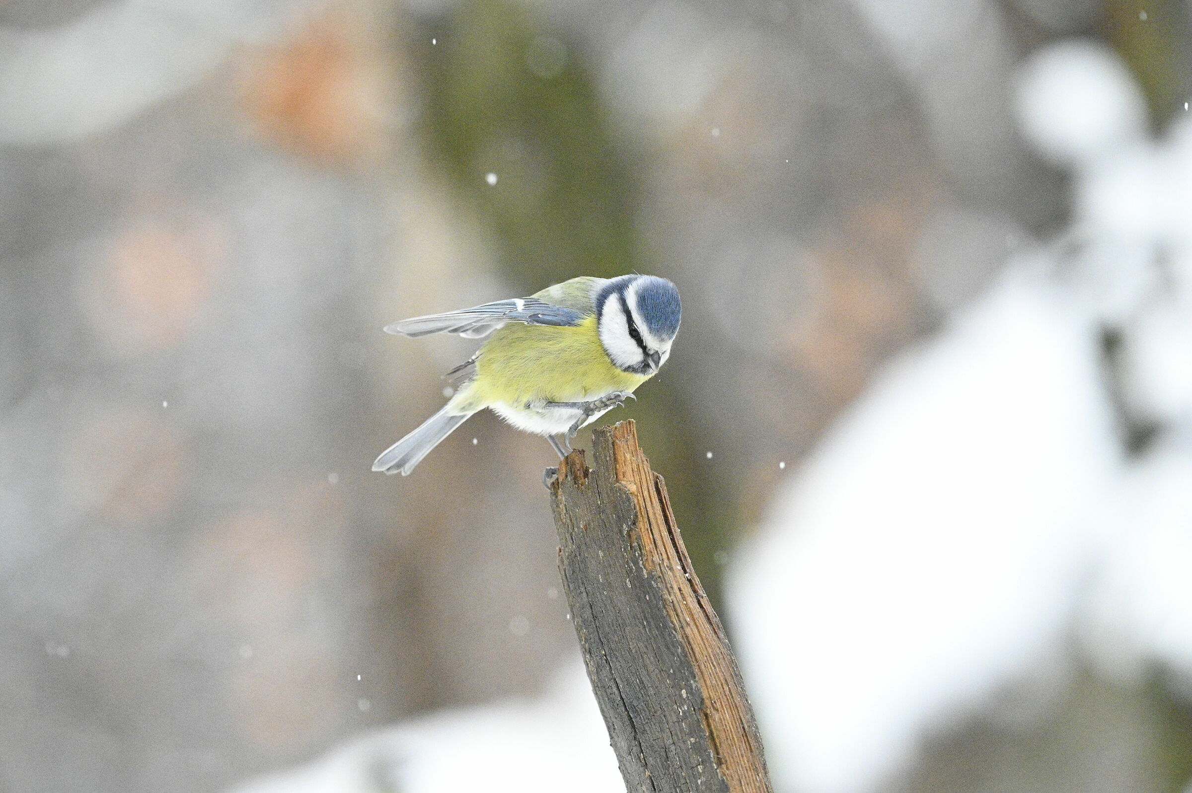 prova z6ii - iso 25600