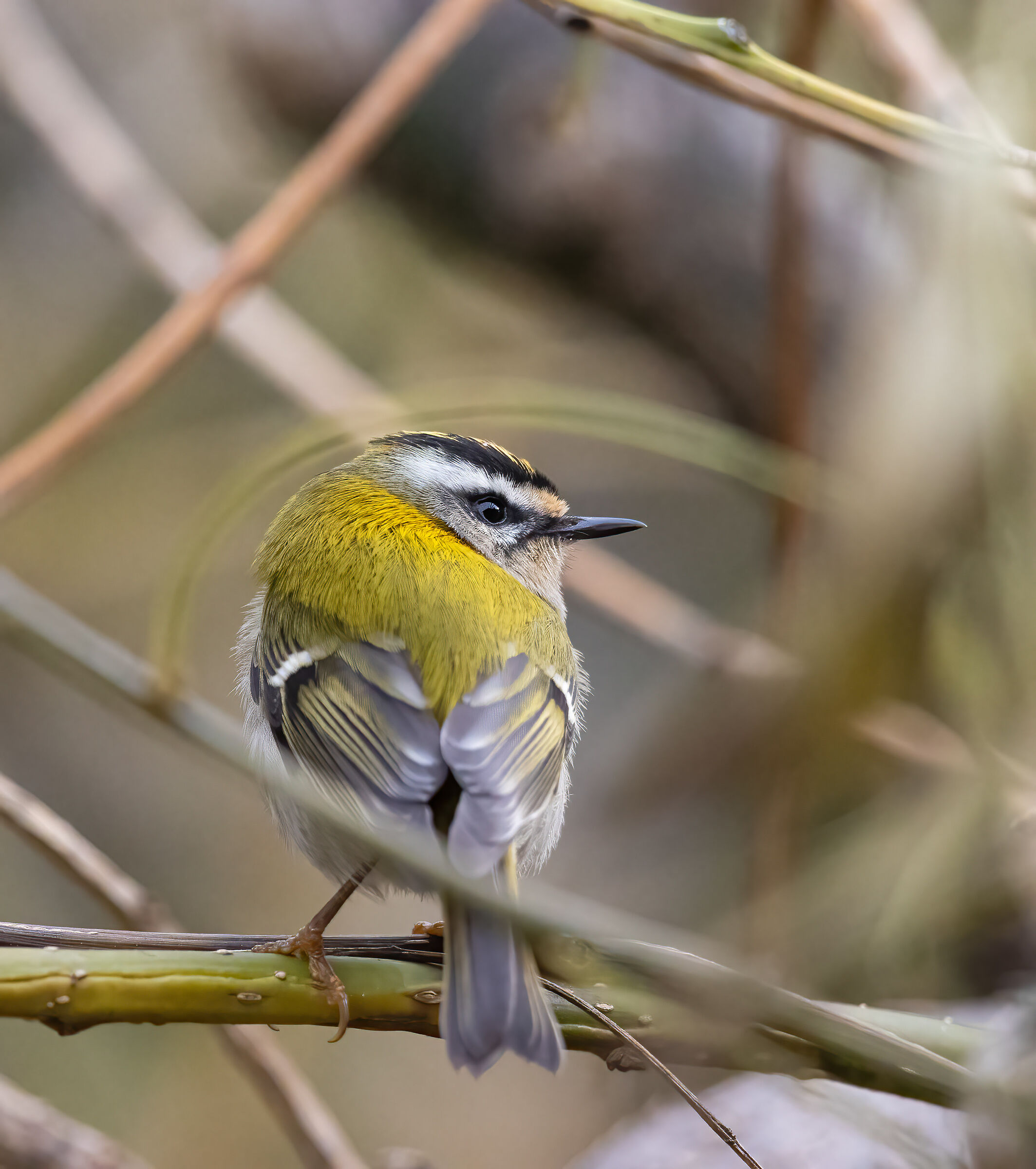 Fiorrancino (Regulus ignicapilla)