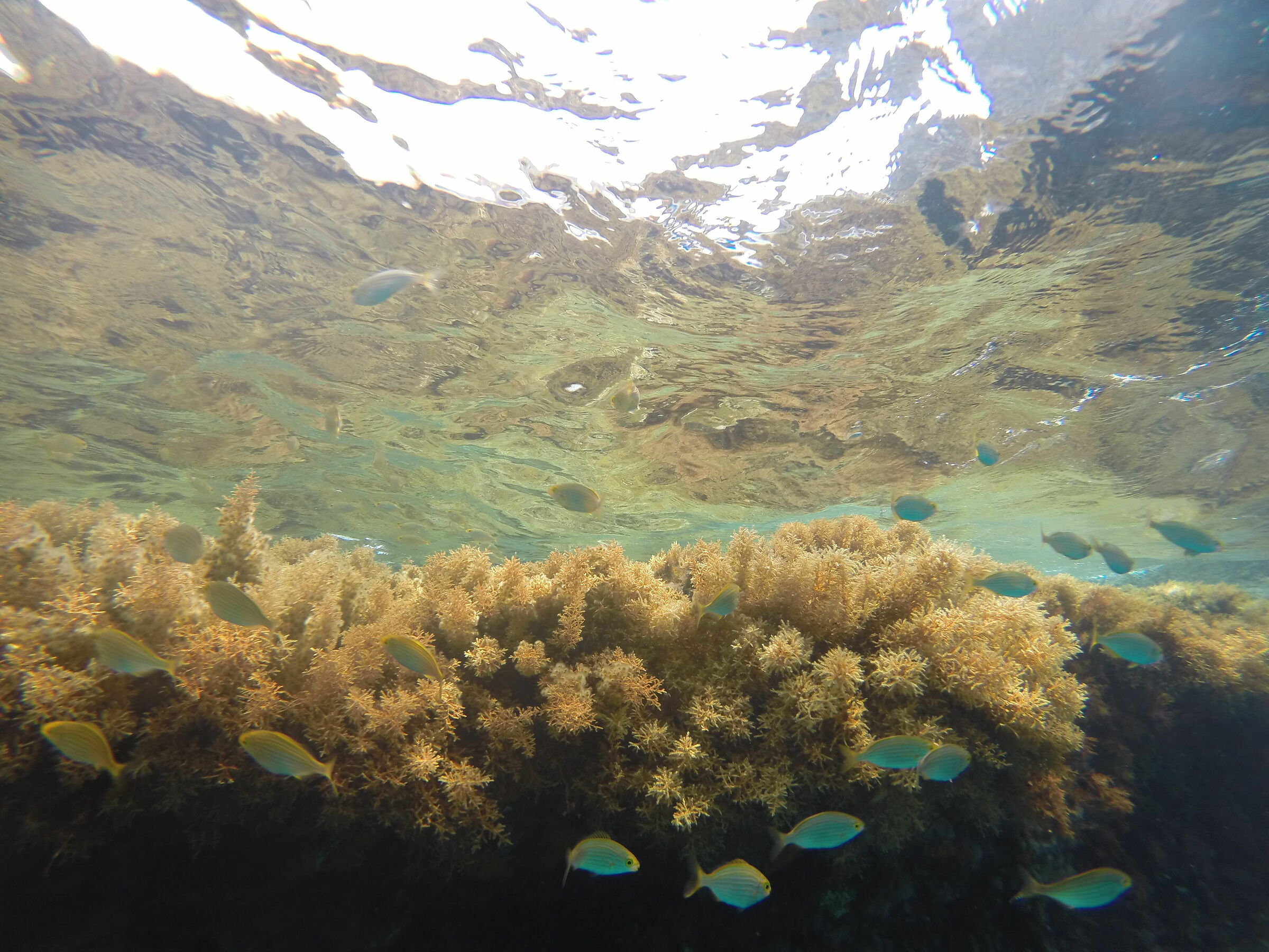 Escursioni subacquee