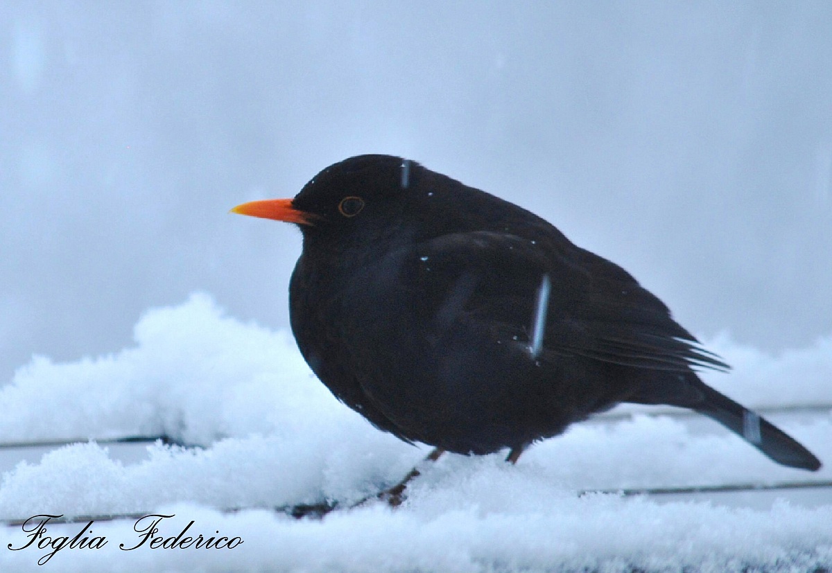 blackbird