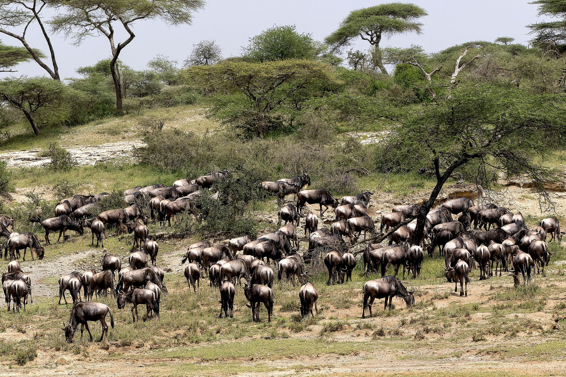 Wildebeest