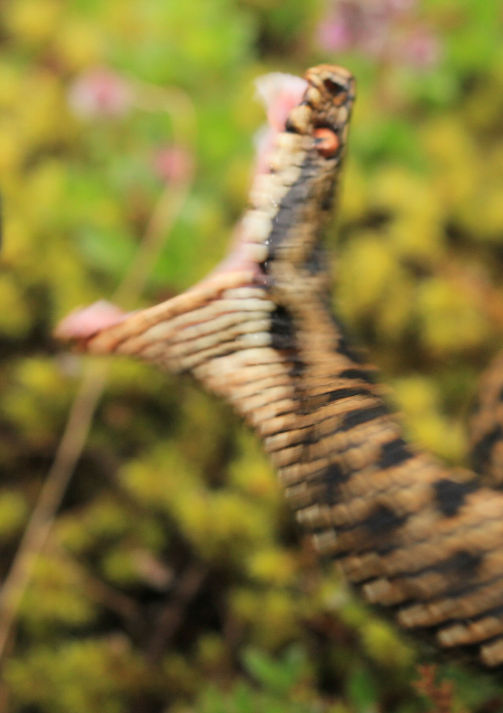 Vipera berus berus, femmina, 1650m