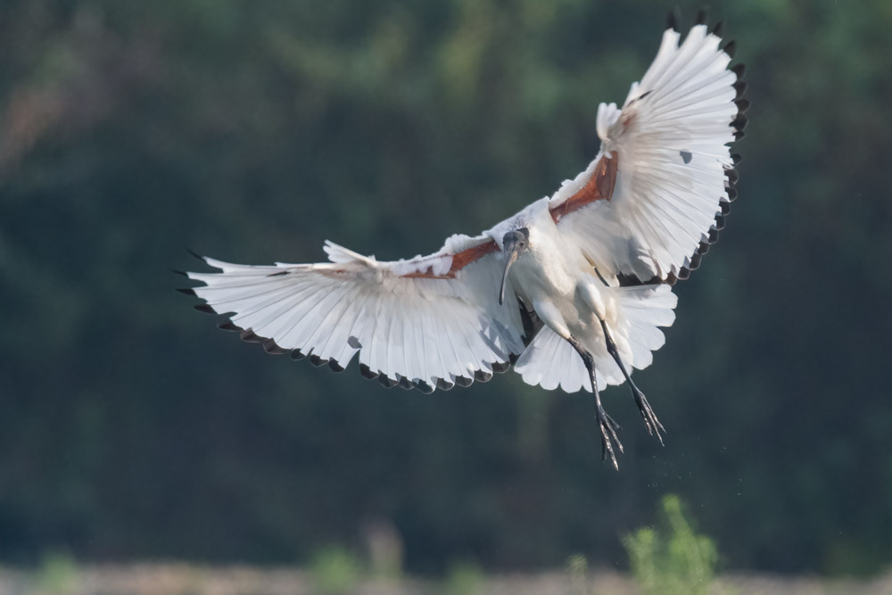 Ibis sacro landing