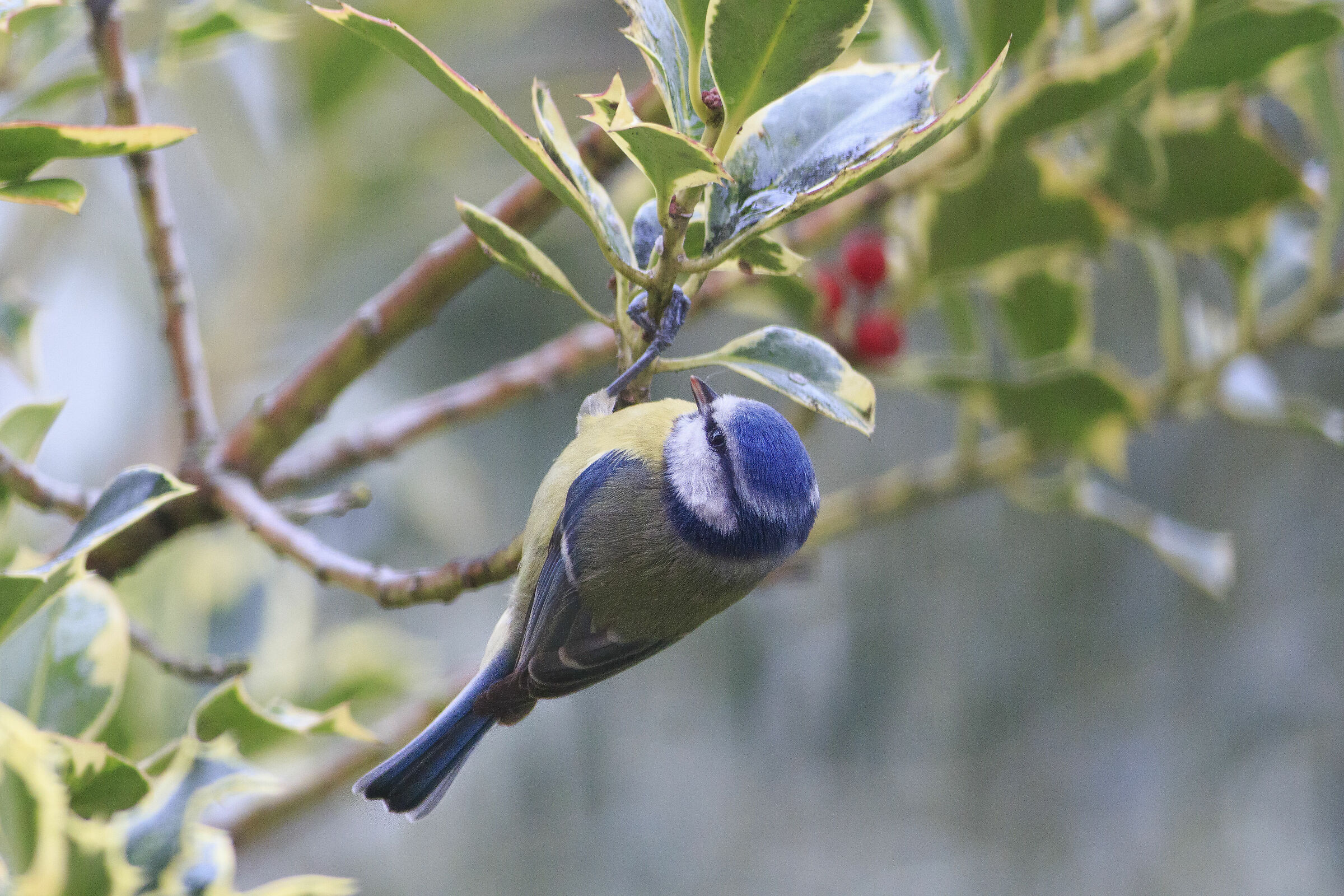 Cinciarella natalizia