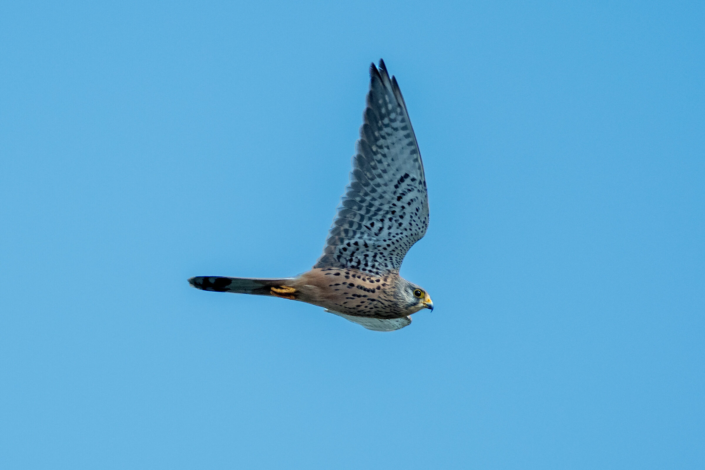 Kestrel