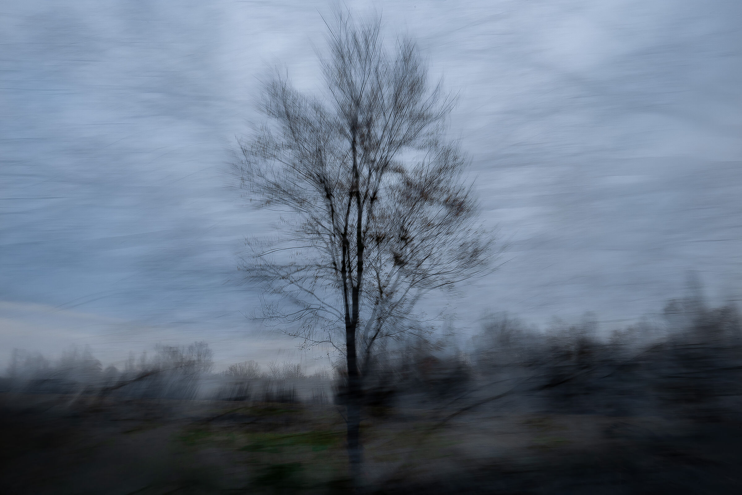 Solitude of a Naked Tree