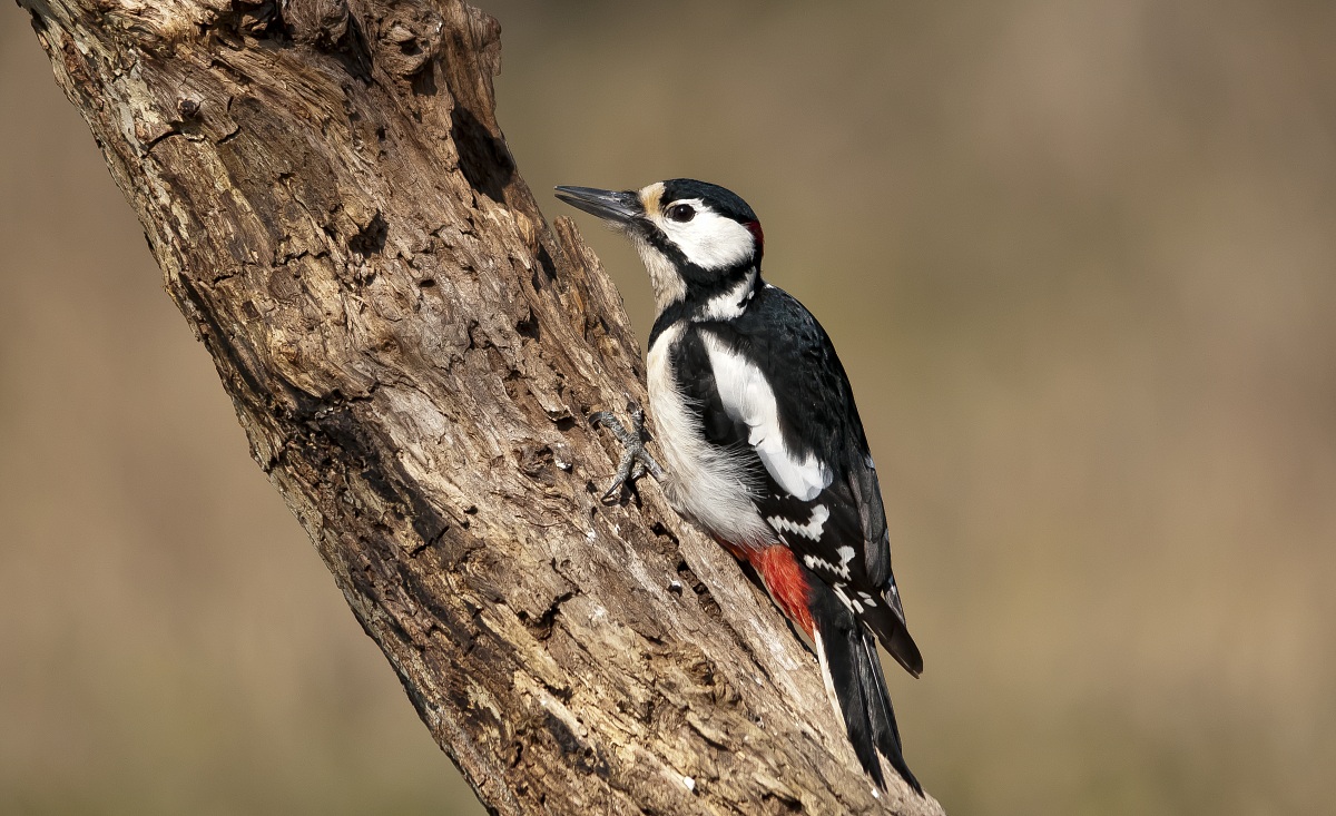 Picchio Rosso maschio.