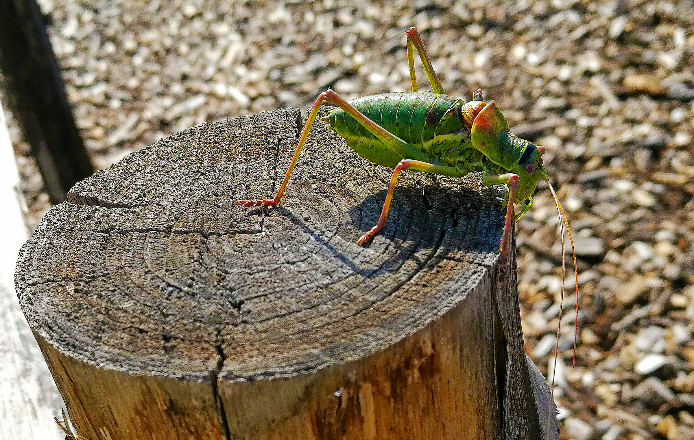 Tettigoniidae Ephippiger